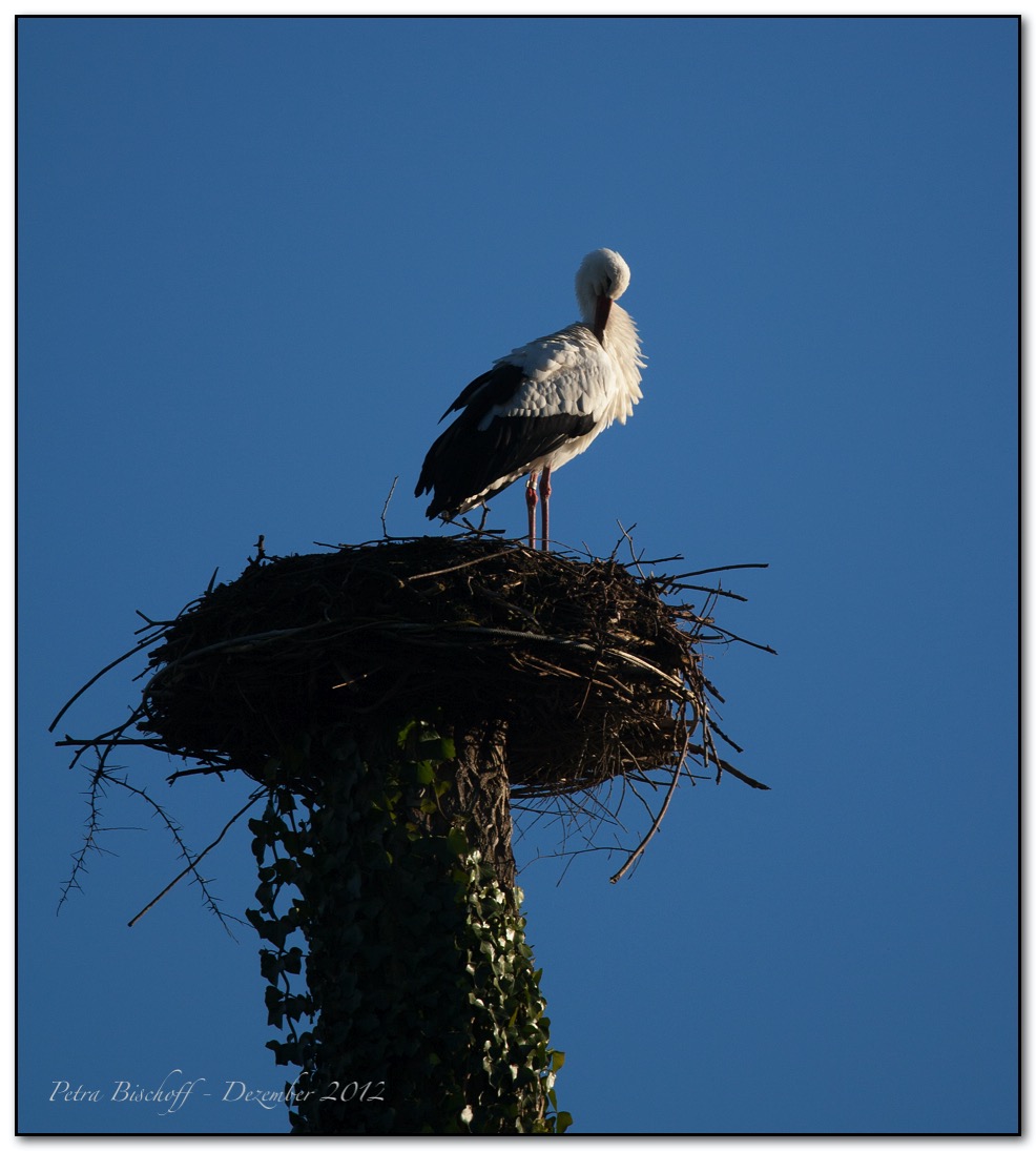 Zoo Zürich 30.12.12