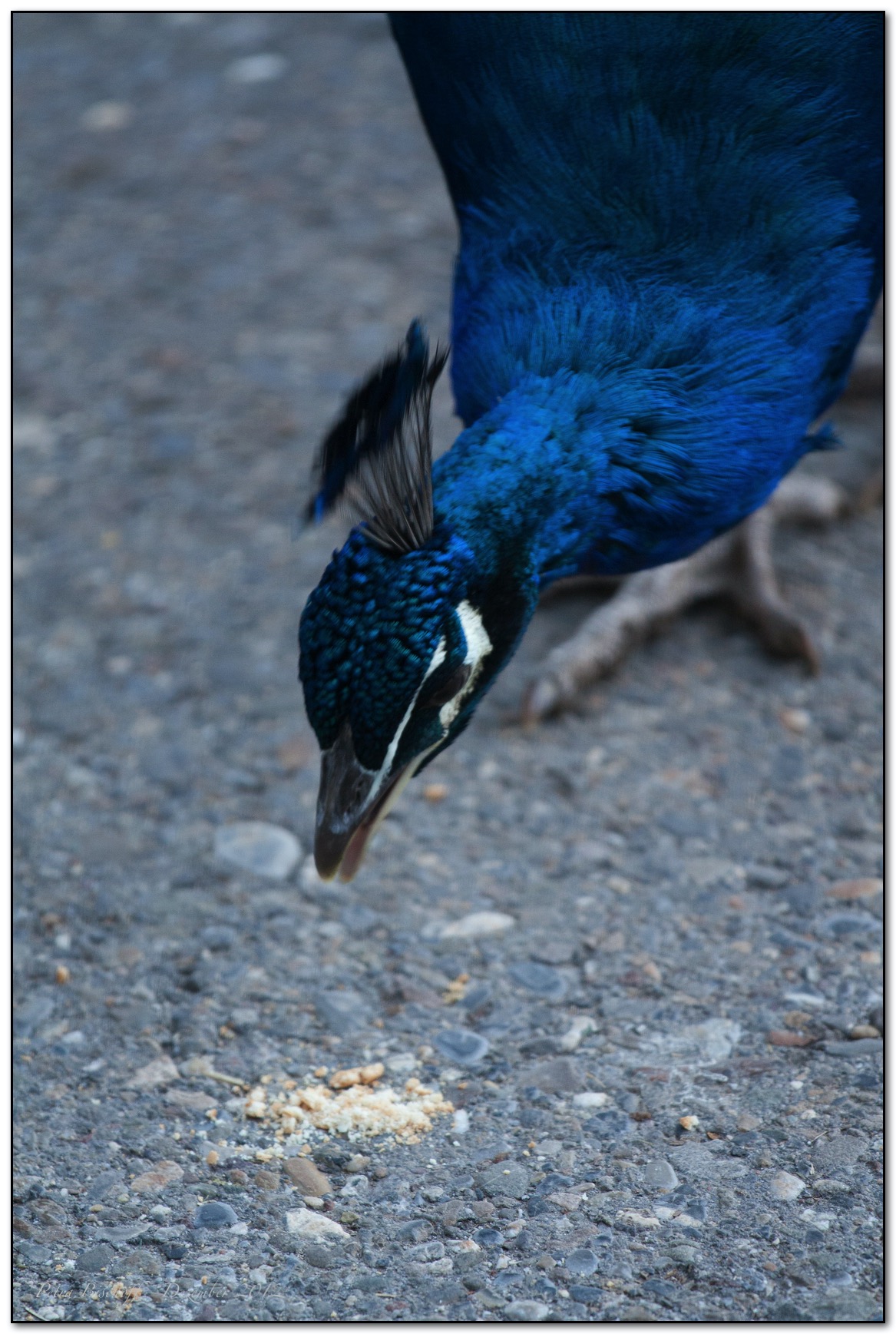 Zoo Zürich 30.12.12