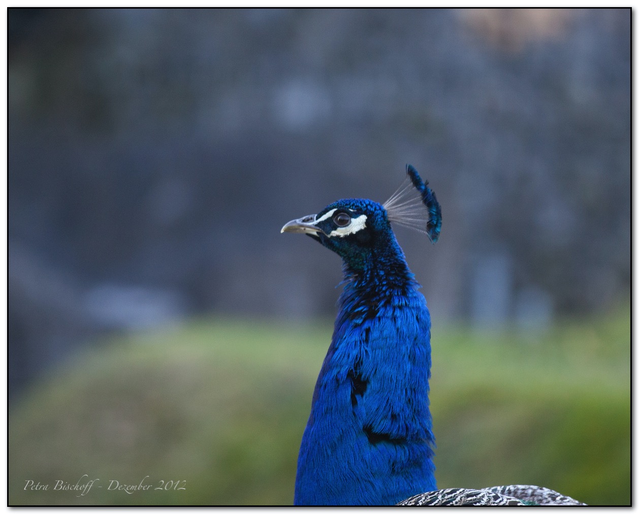 Zoo Zürich 30.12.12