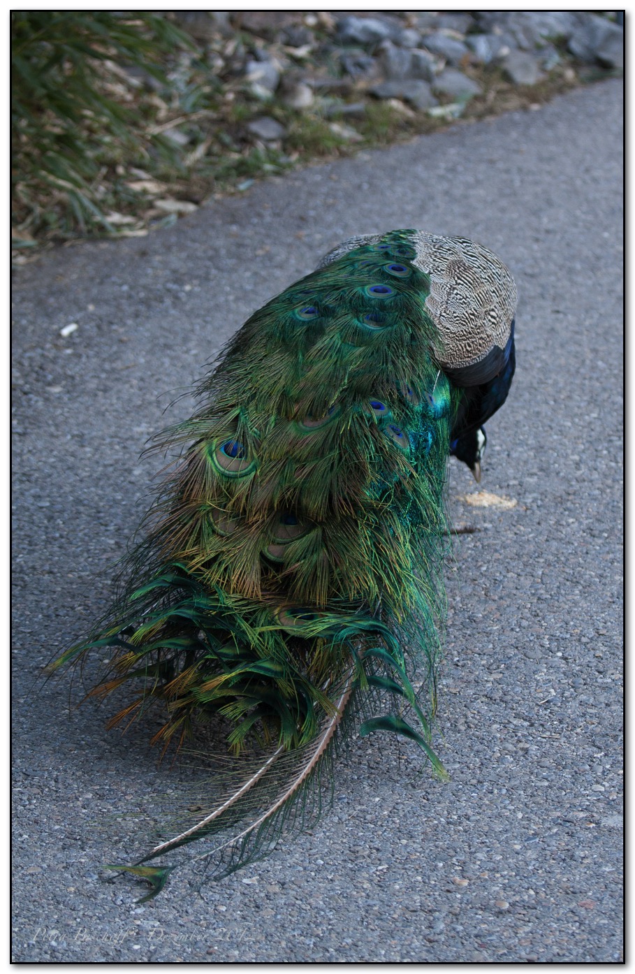 Zoo Zürich 30.12.12