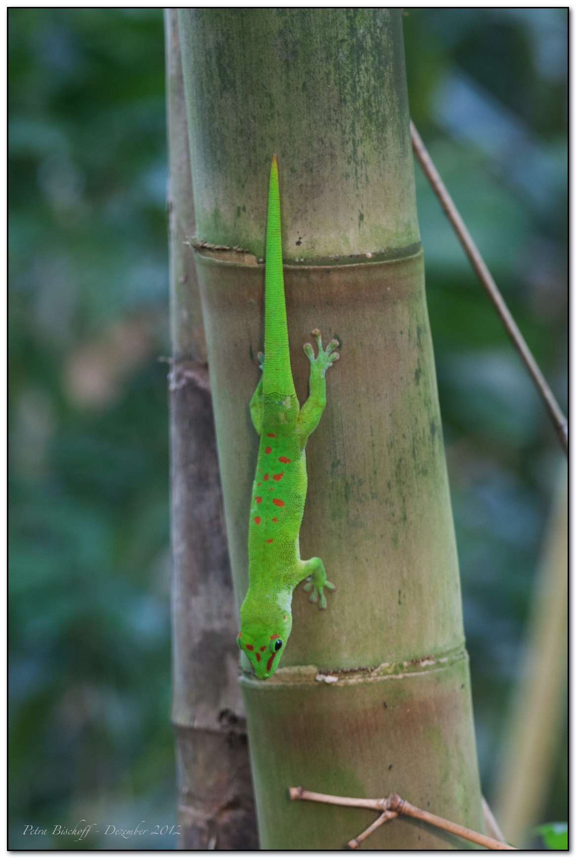 Zoo Zürich 30.12.12