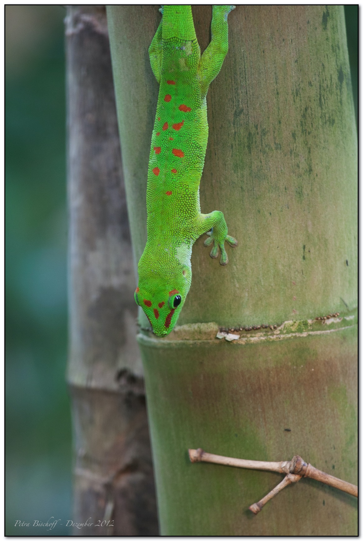 Zoo Zürich 30.12.12