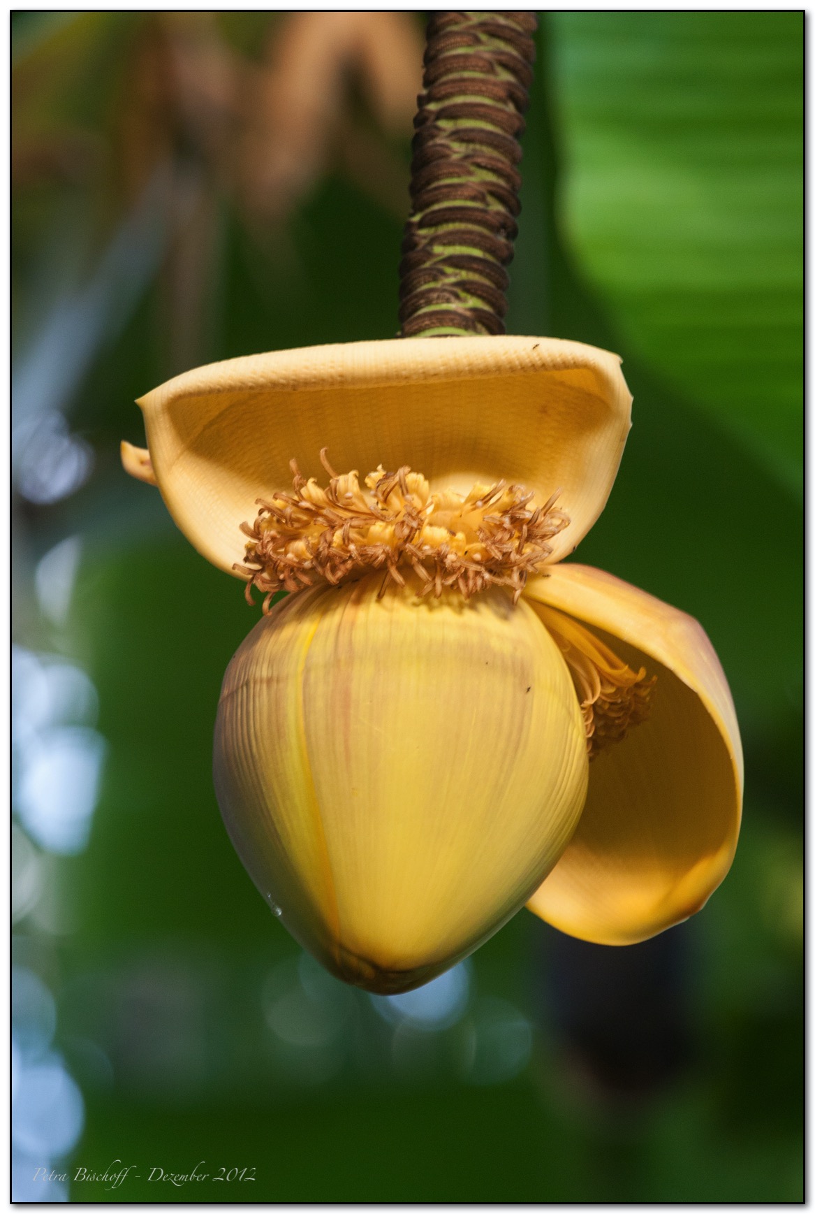 Zoo Zürich 30.12.12