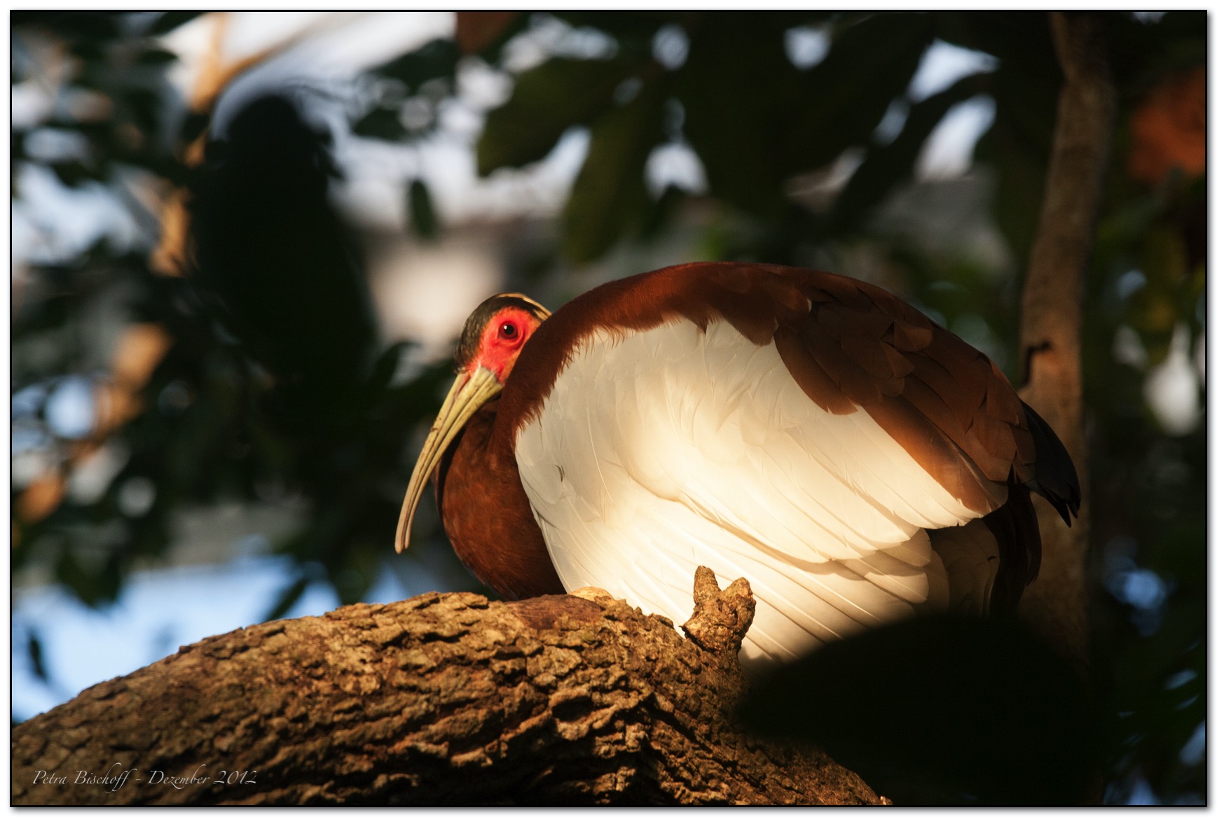 Zoo Zürich 30.12.12