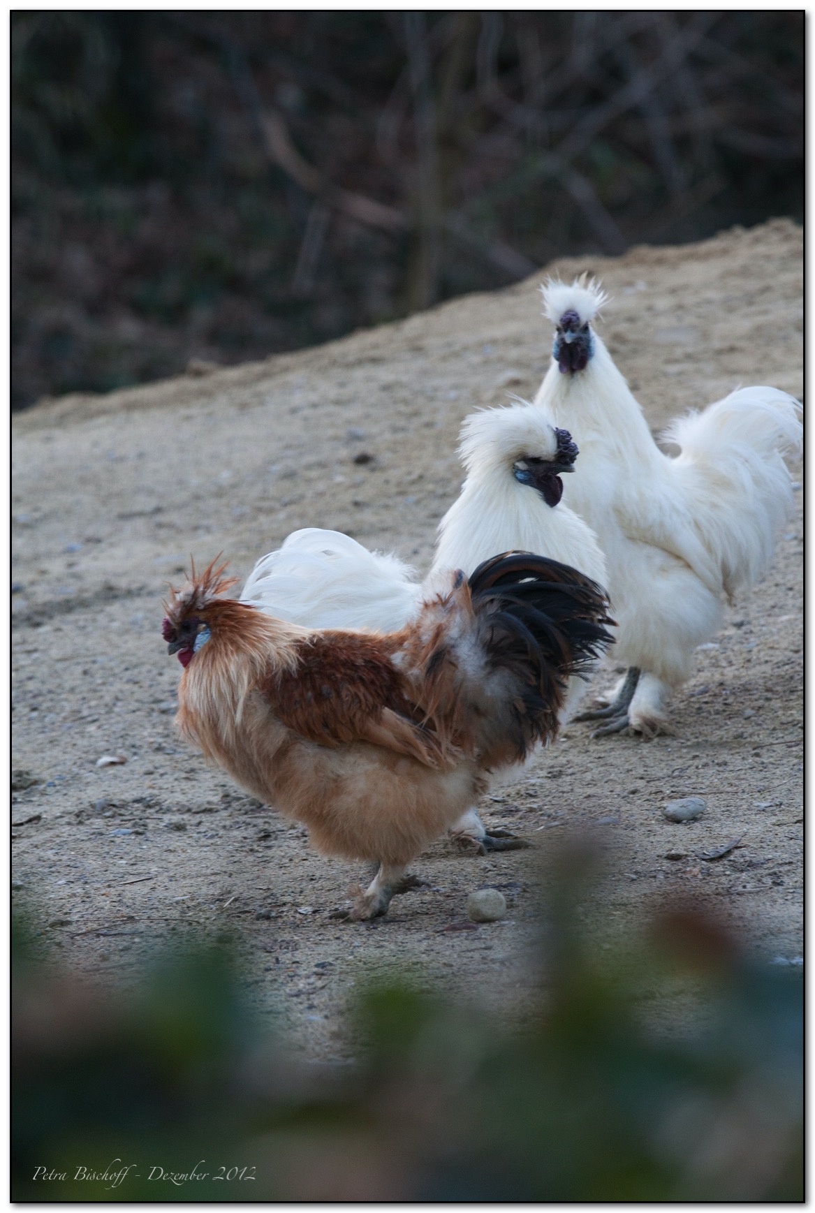 Zoo Zürich 30.12.12