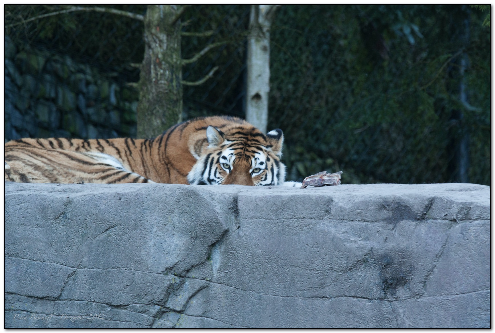 Zoo Zürich 30.12.12