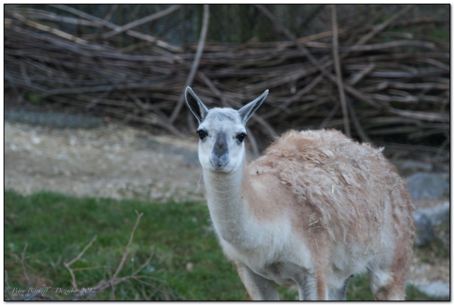 Zoo Zürich 30.12.12