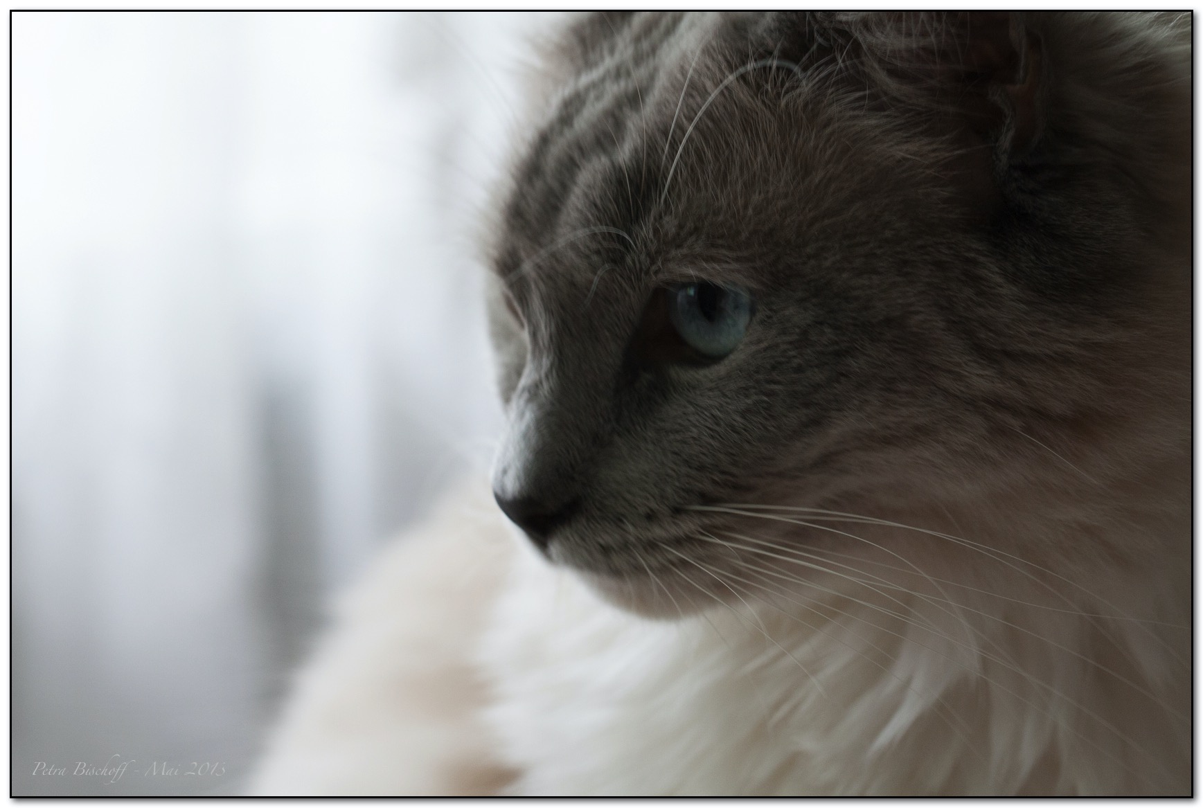 &copy; Petra Bischoff