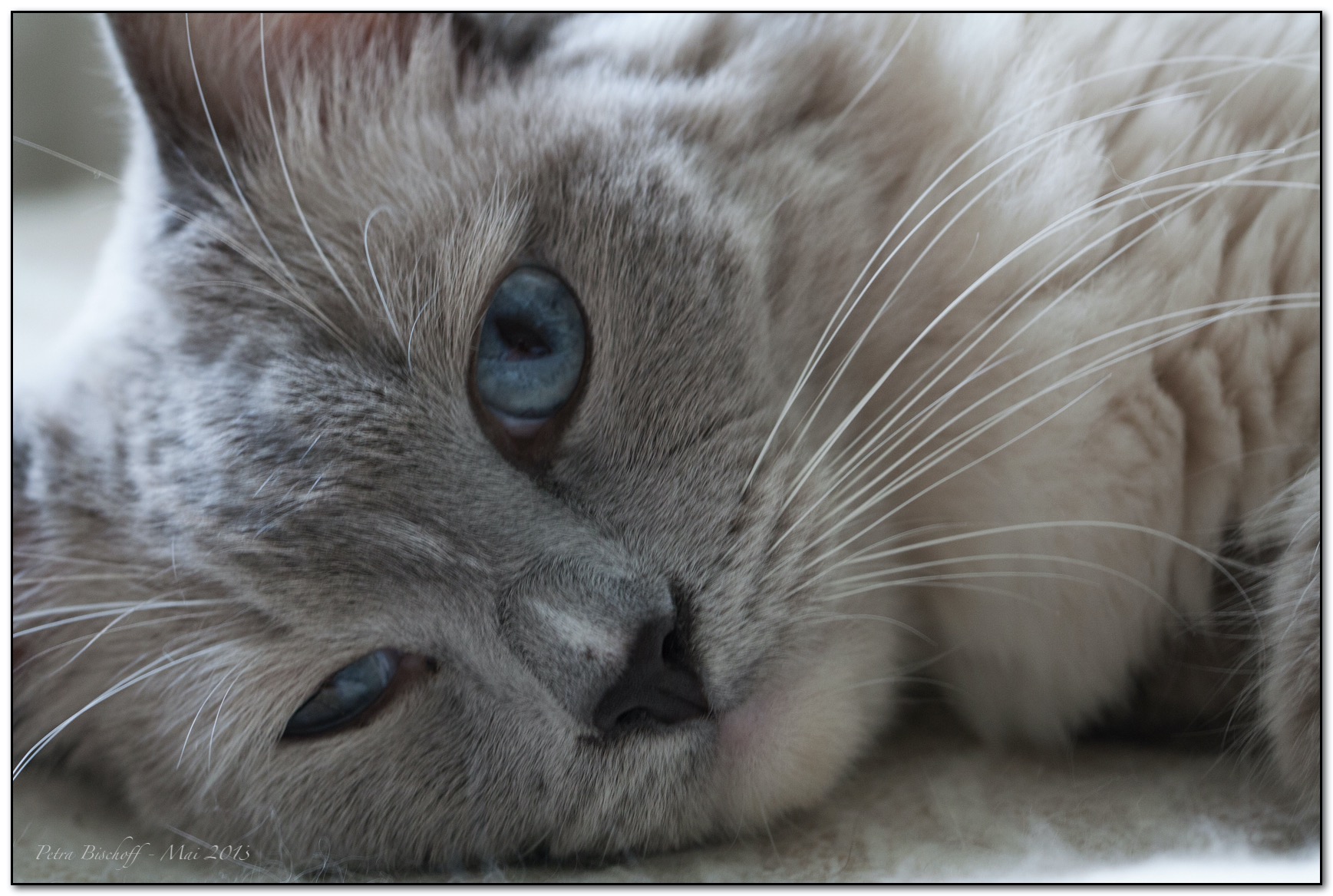 &copy; Petra Bischoff