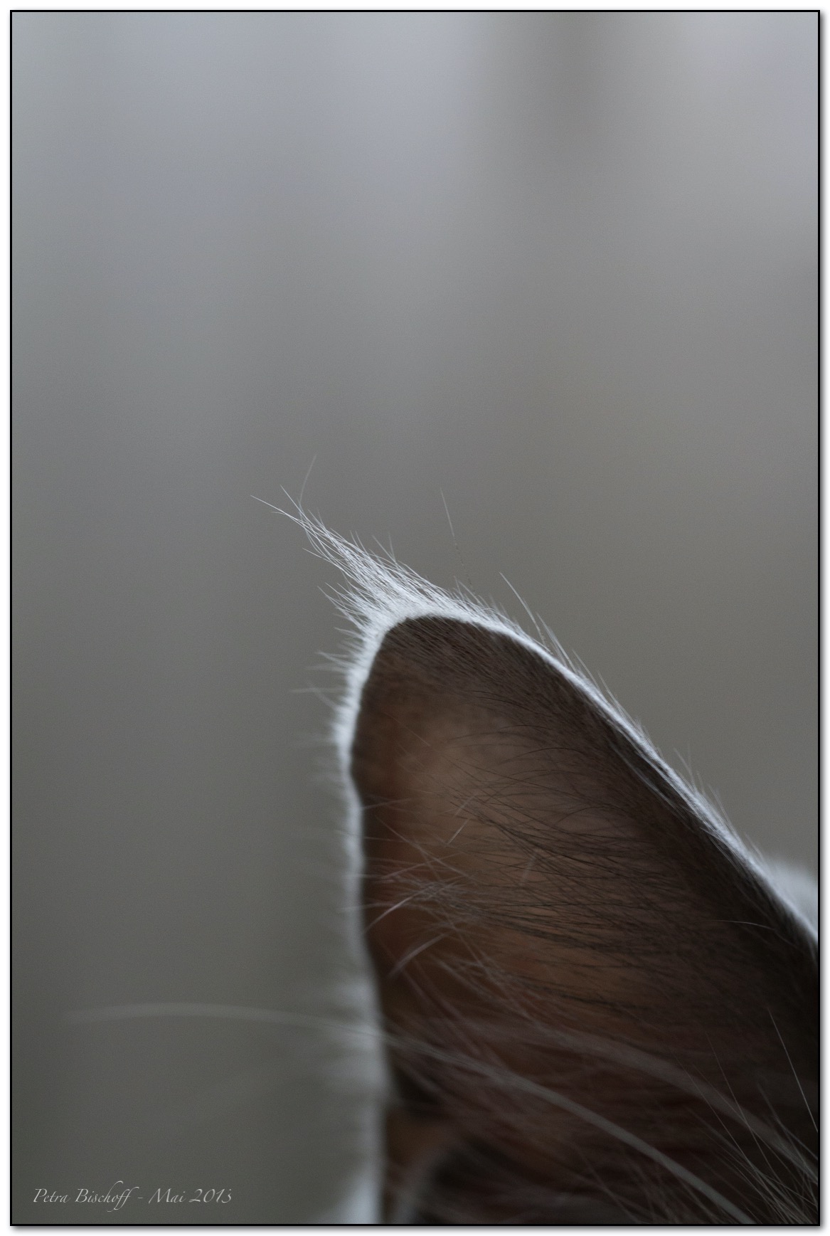 &copy; Petra Bischoff