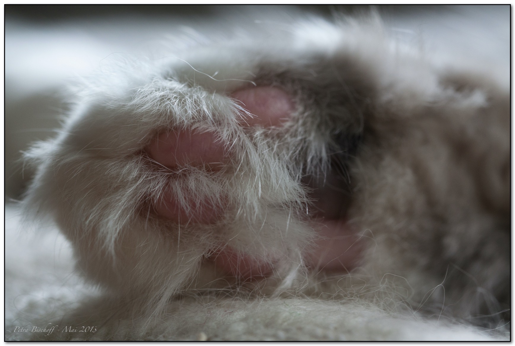 &copy; Petra Bischoff