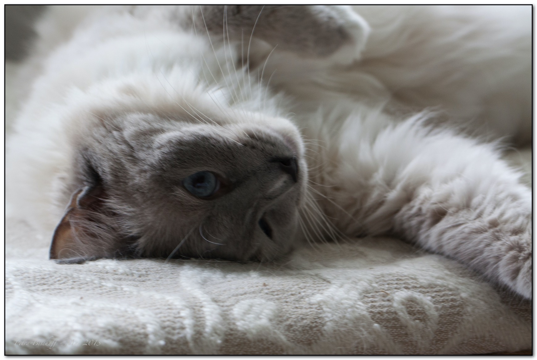 &copy; Petra Bischoff