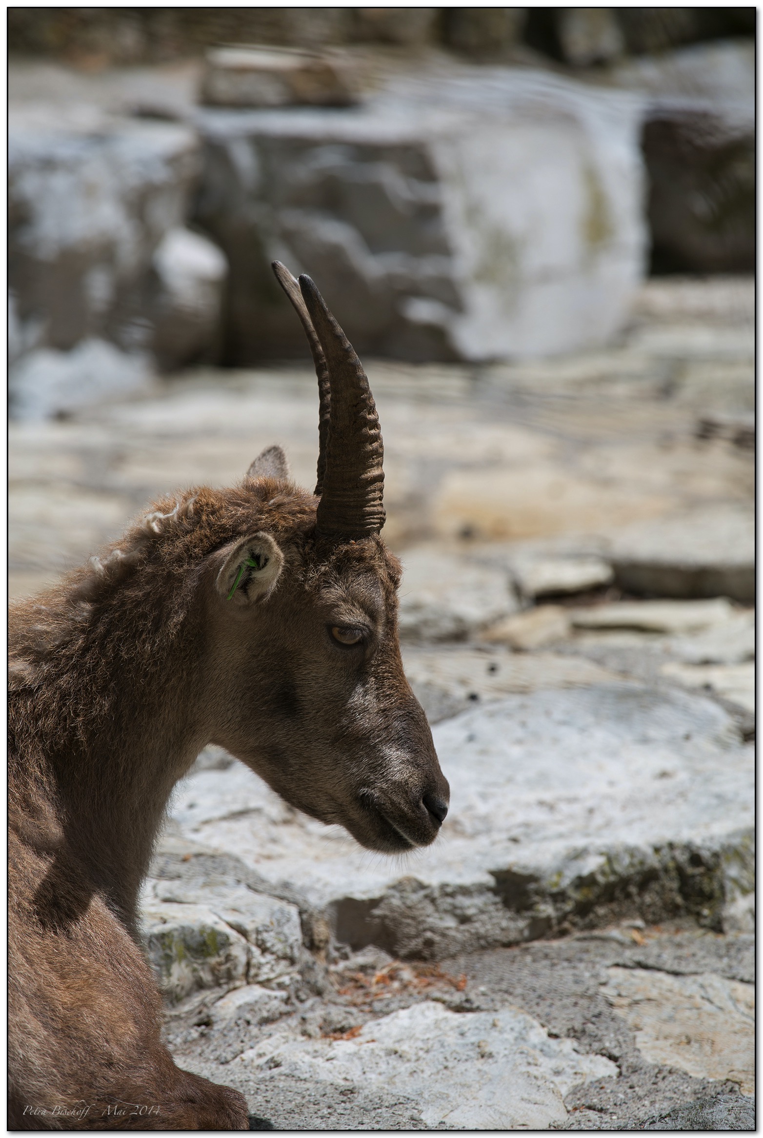 &copy; Petra Bischoff