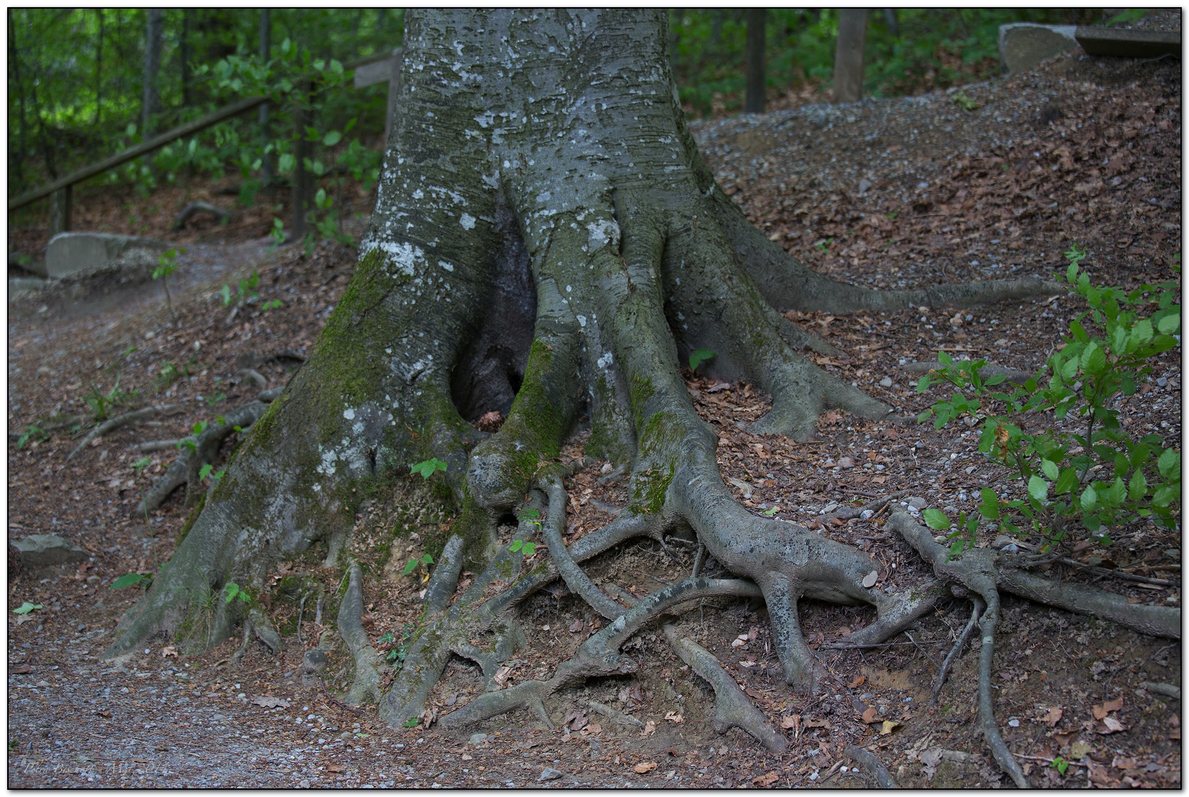 &copy; Petra Bischoff