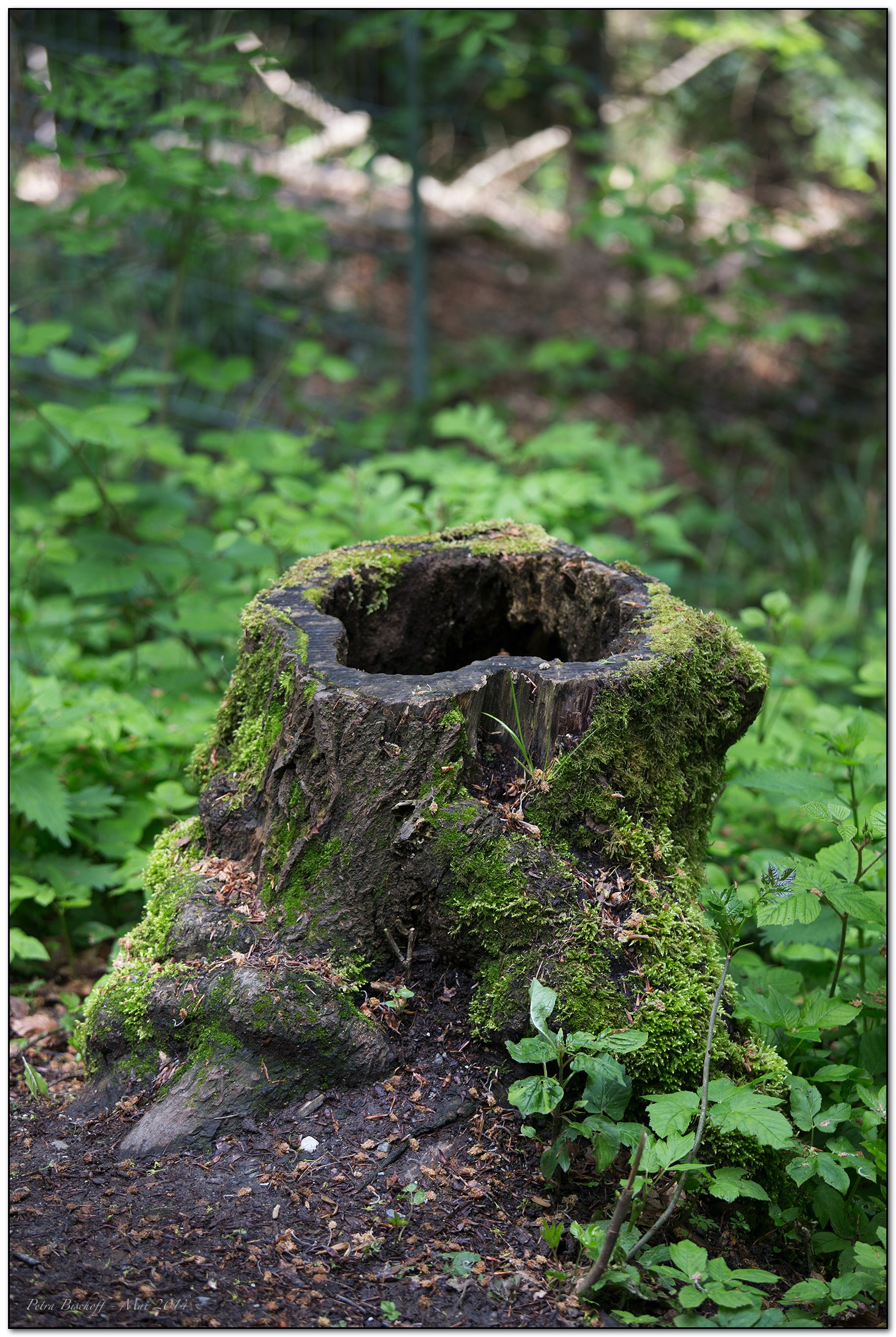 &copy; Petra Bischoff