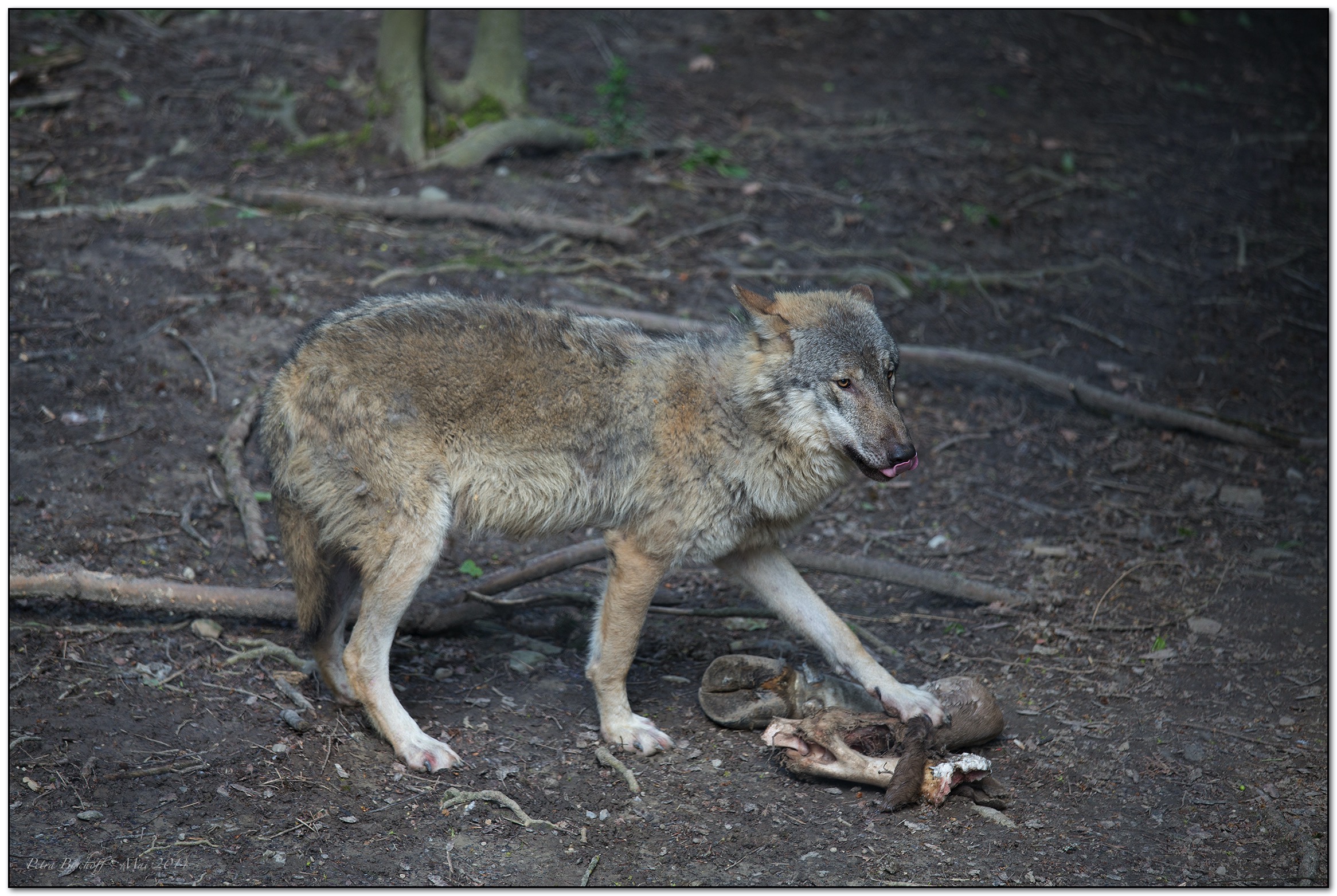 &copy; Petra Bischoff