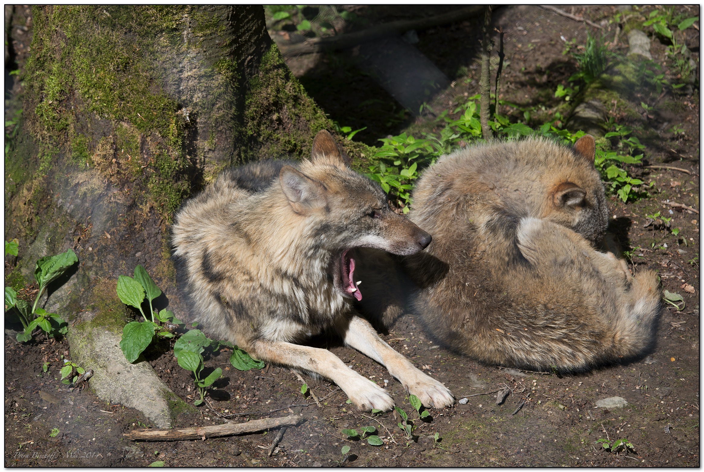 &copy; Petra Bischoff