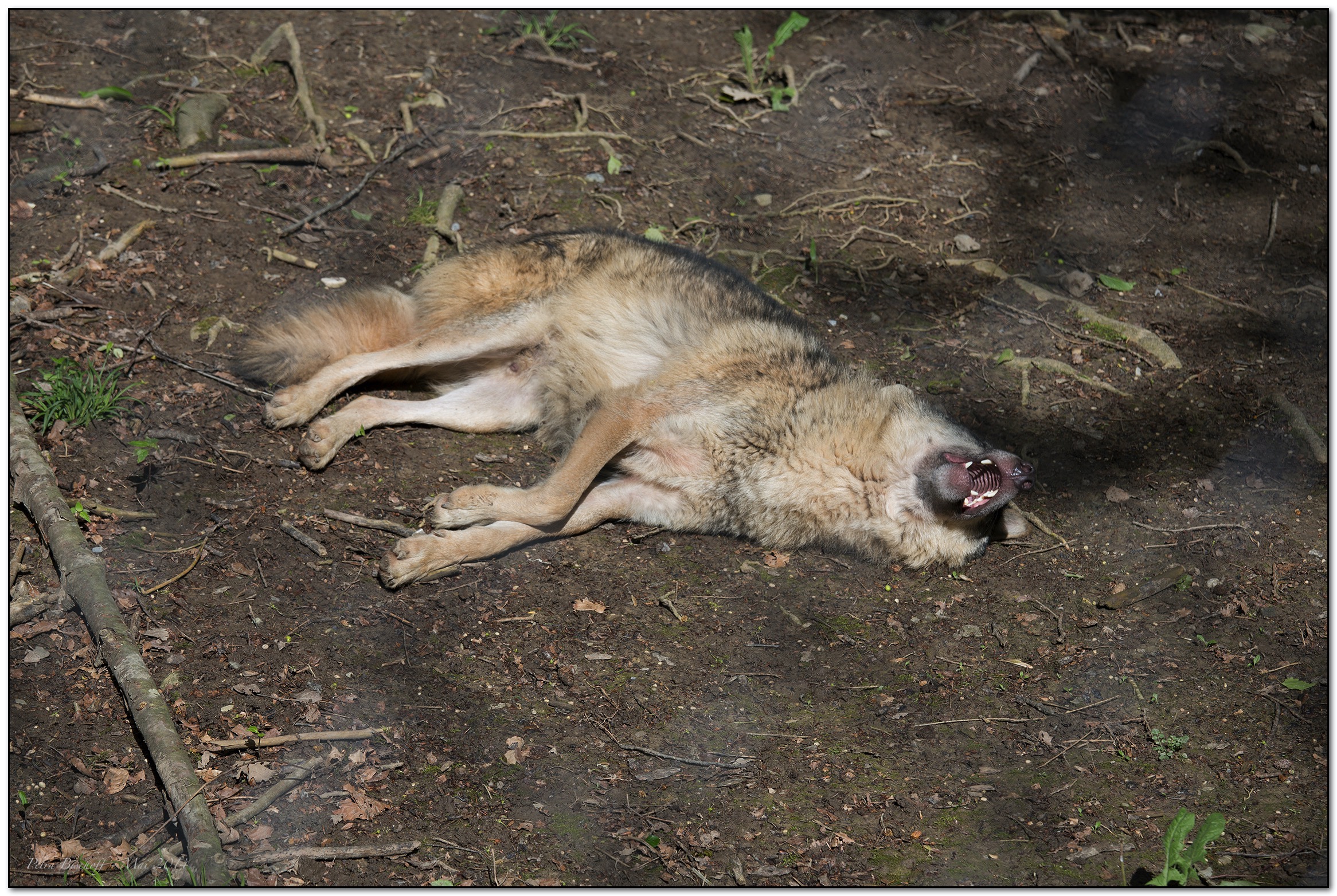 &copy; Petra Bischoff