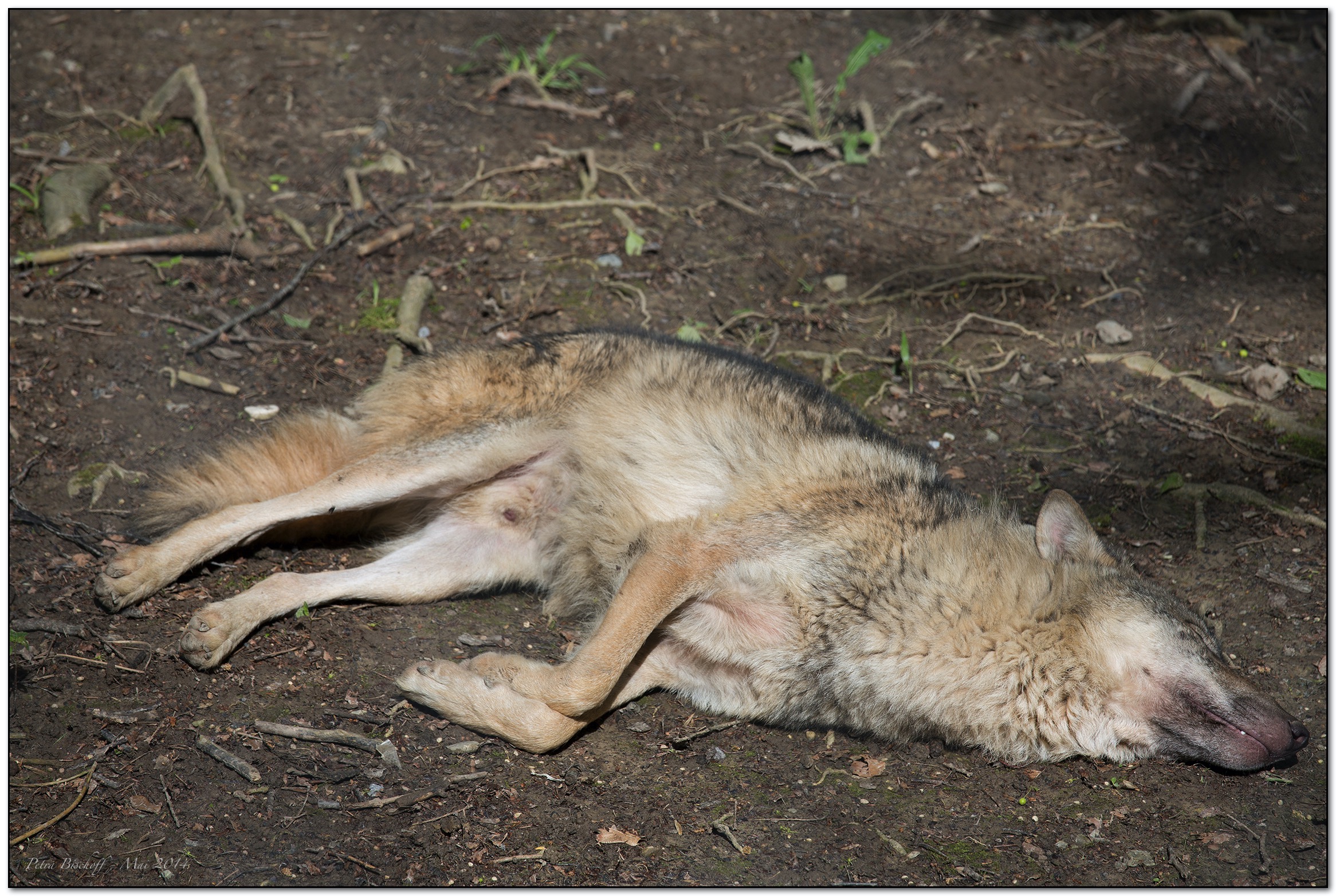 &copy; Petra Bischoff