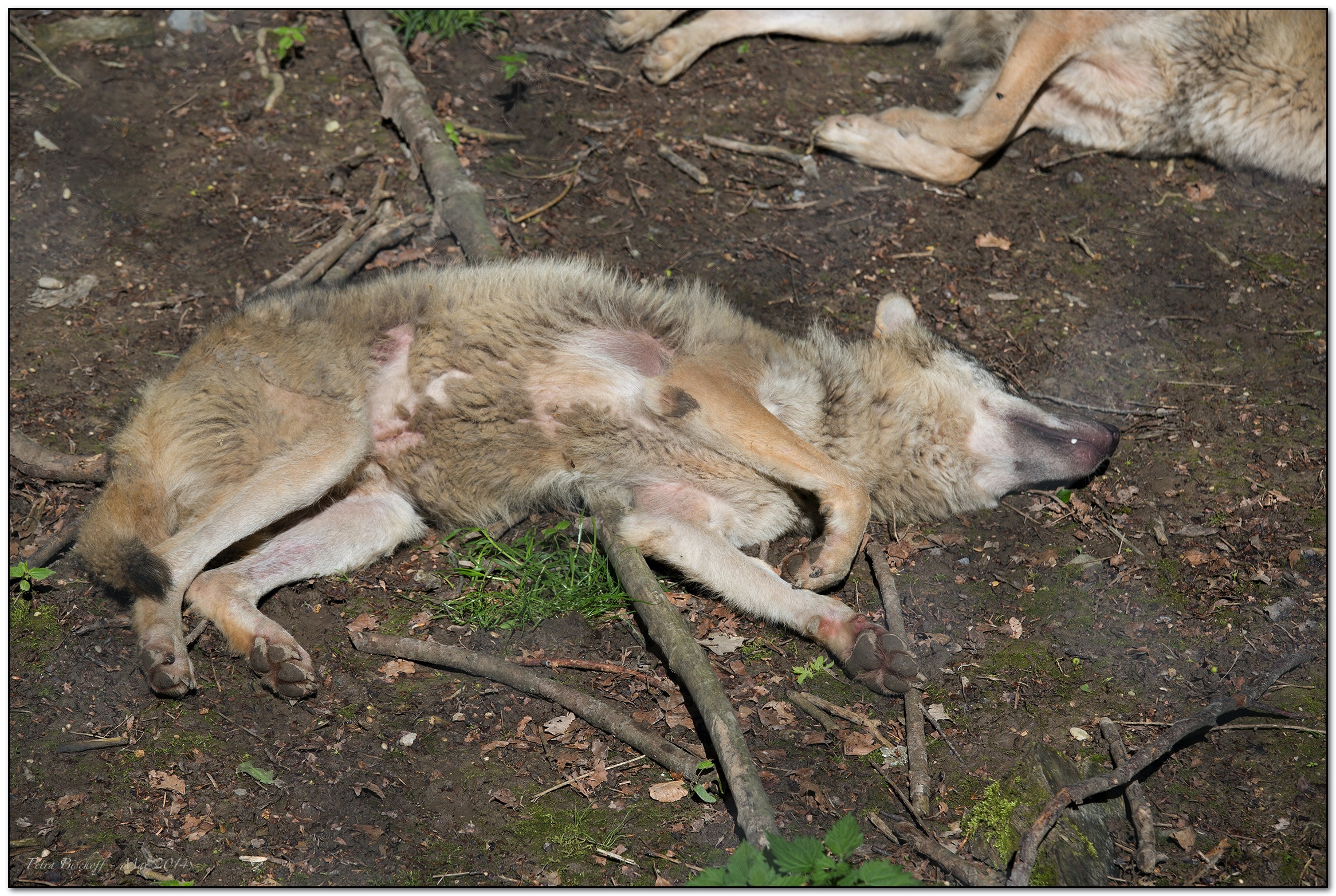 &copy; Petra Bischoff