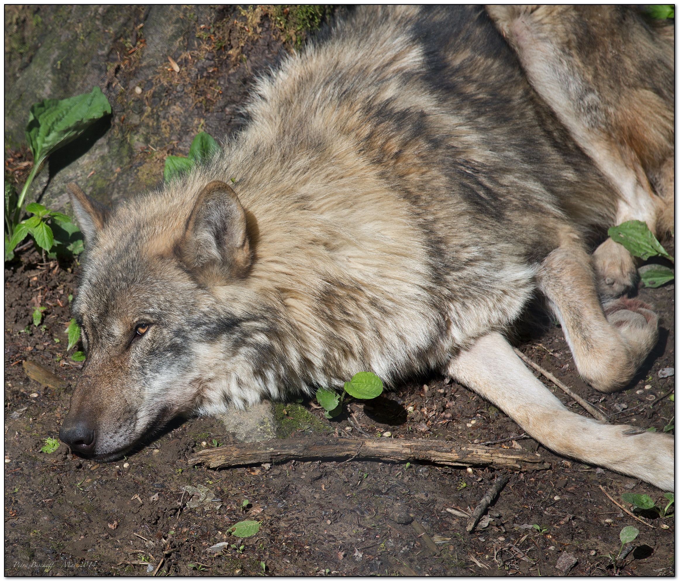 &copy; Petra Bischoff