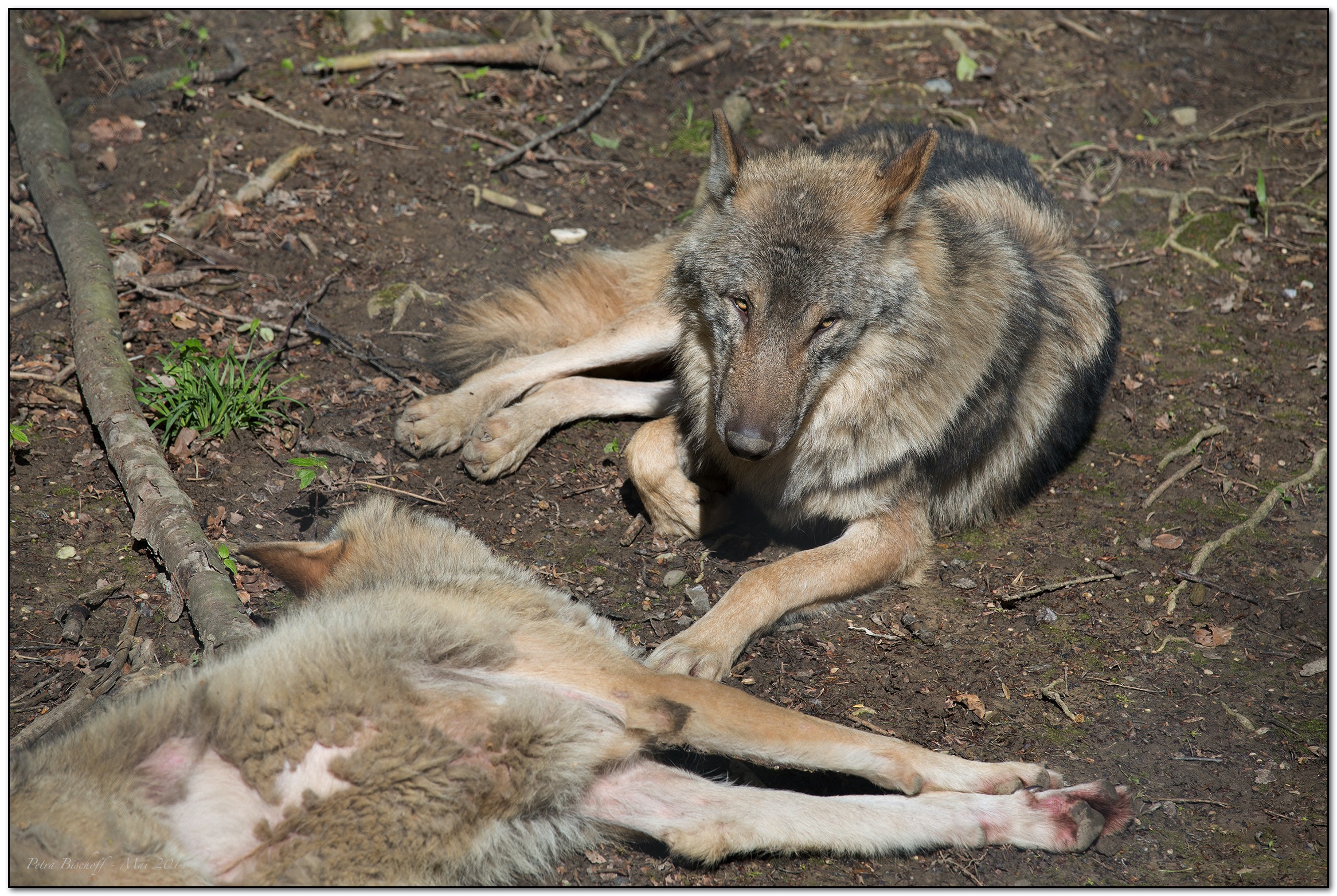 &copy; Petra Bischoff