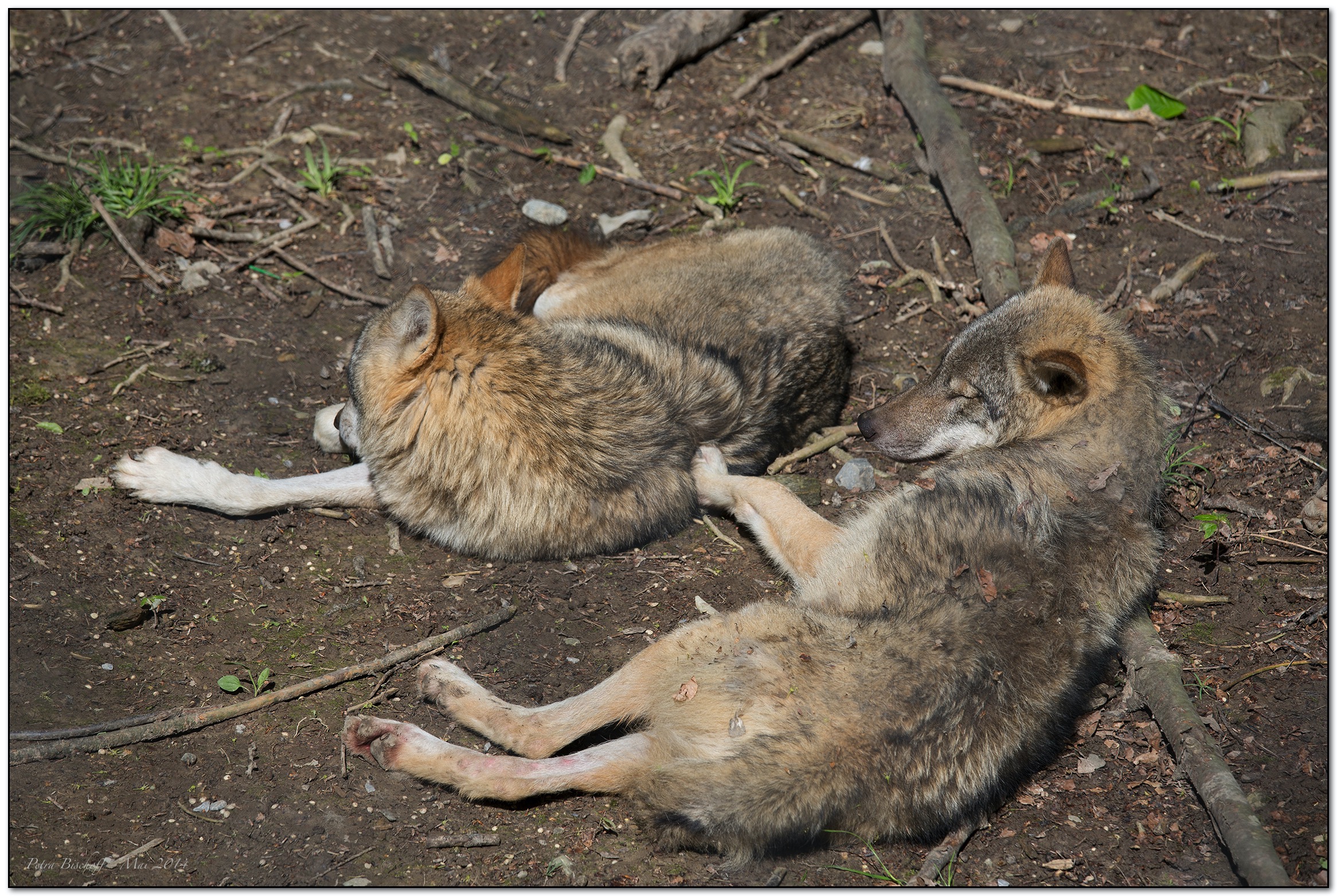 &copy; Petra Bischoff