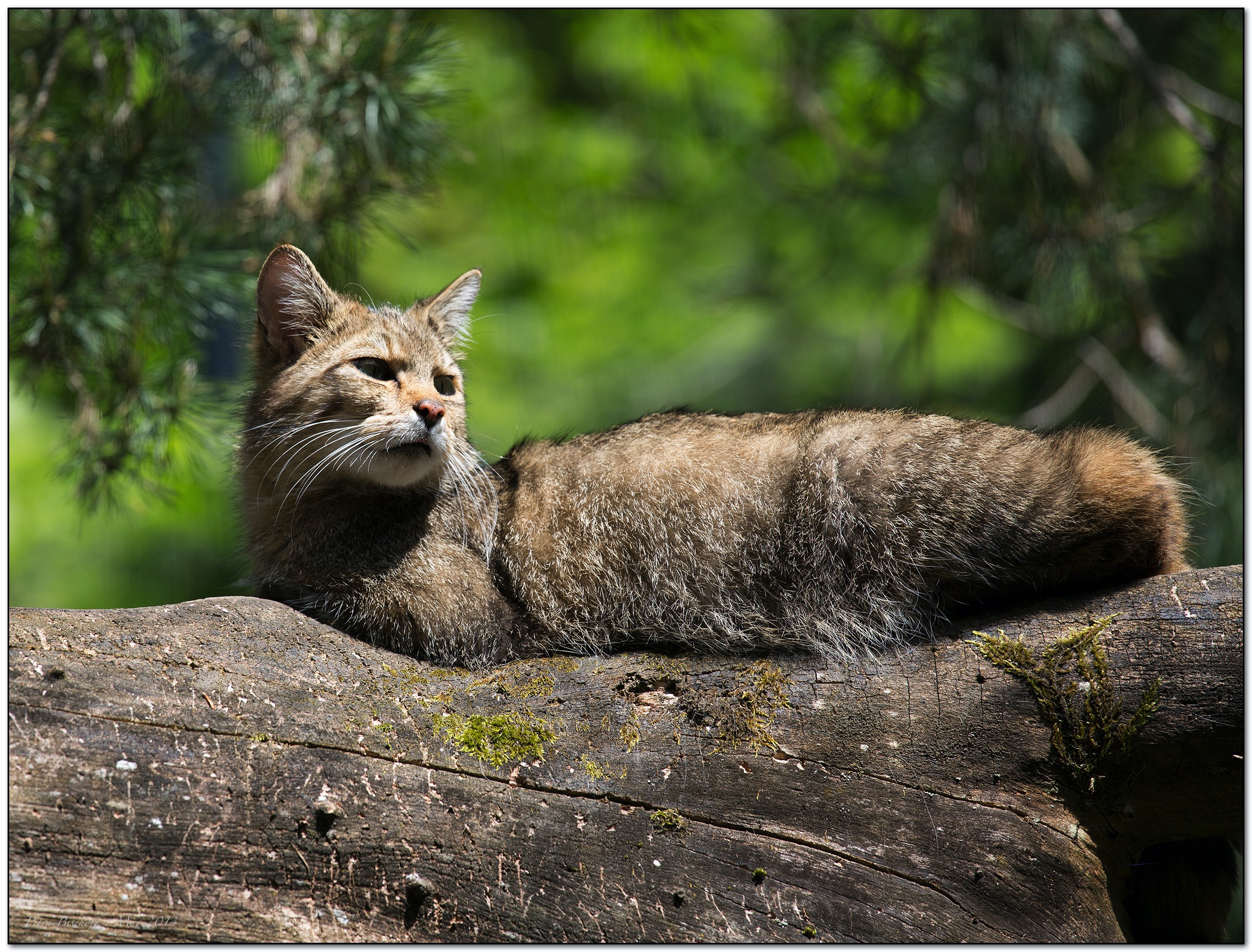 &copy; Petra Bischoff