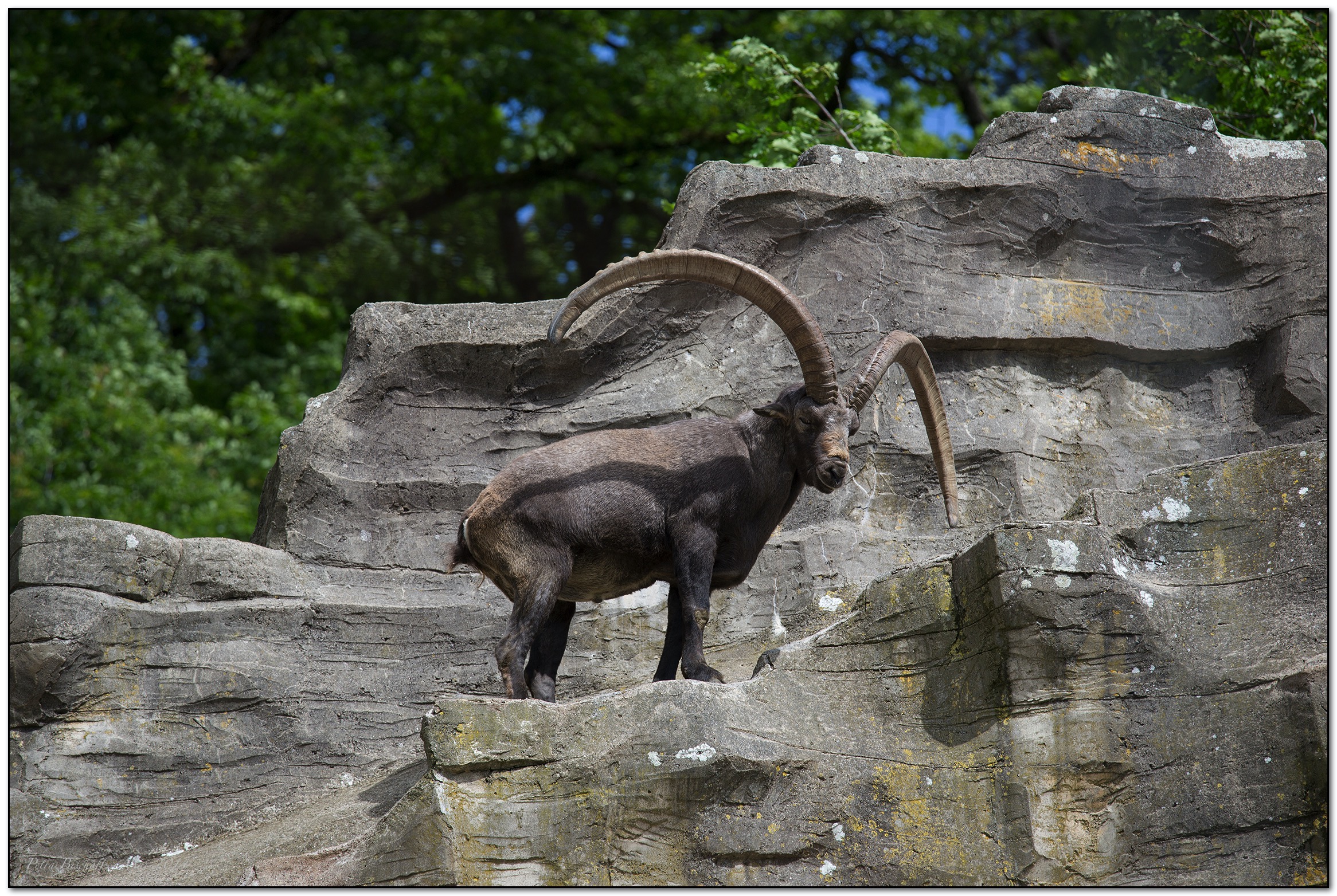 &copy; Petra Bischoff