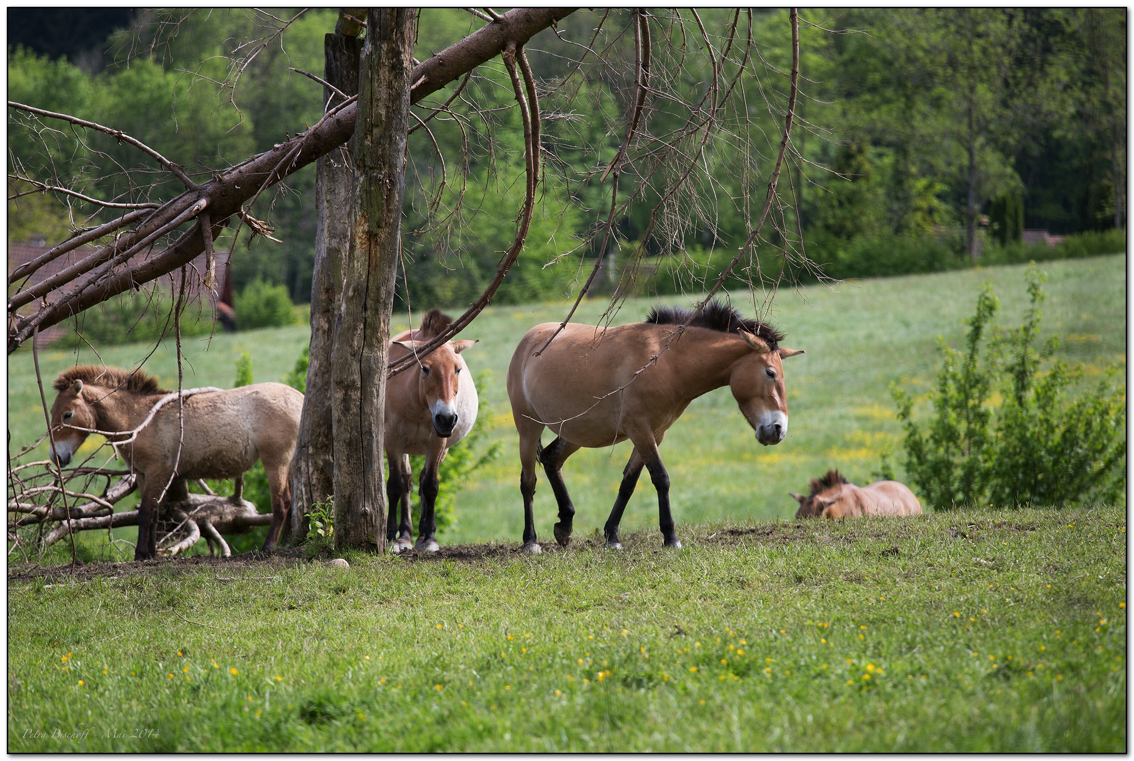 &copy; Petra Bischoff