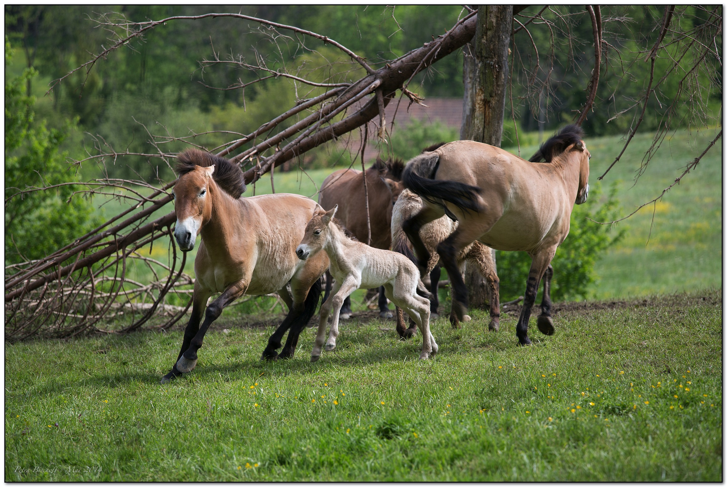 &copy; Petra Bischoff