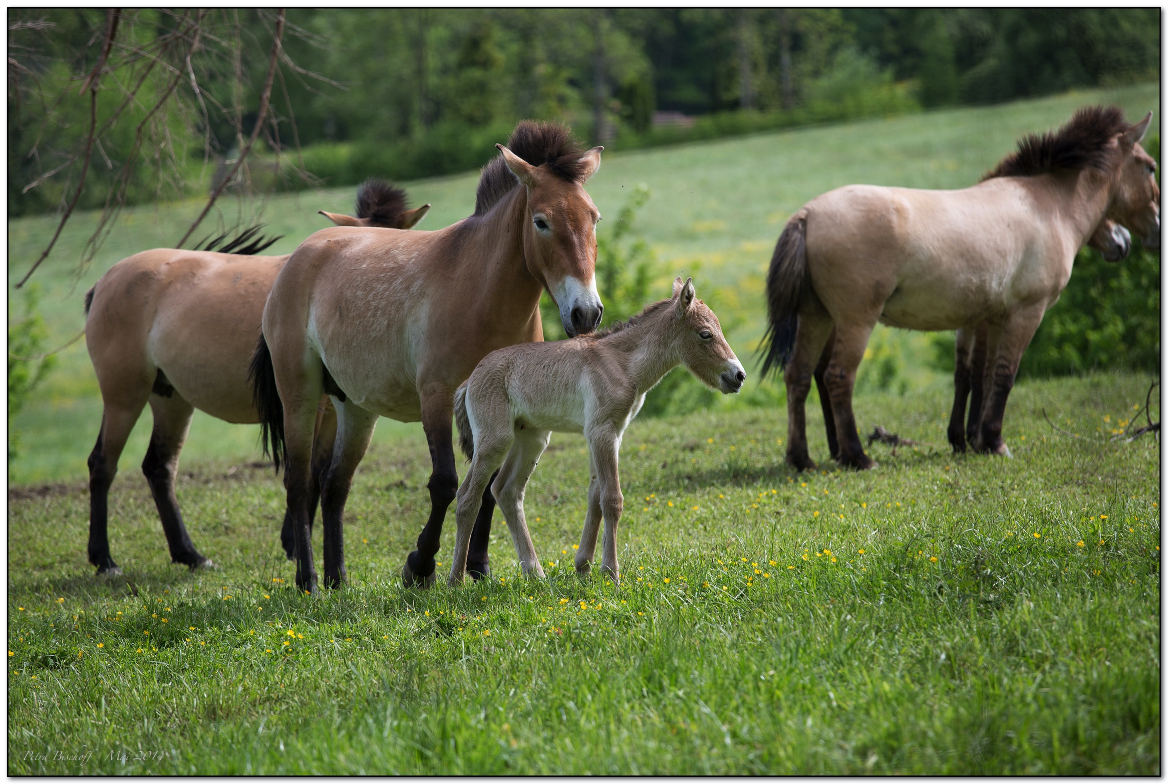 &copy; Petra Bischoff