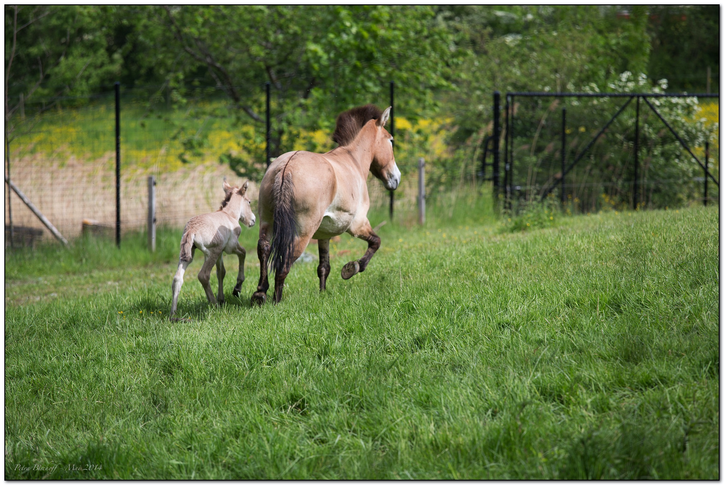 &copy; Petra Bischoff