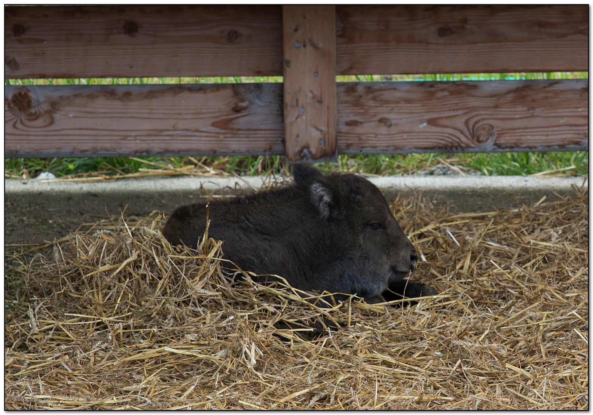 &copy; Petra Bischoff