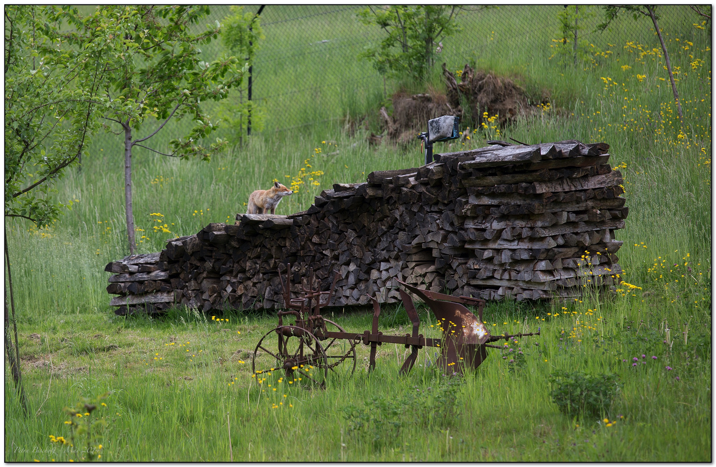 &copy; Petra Bischoff