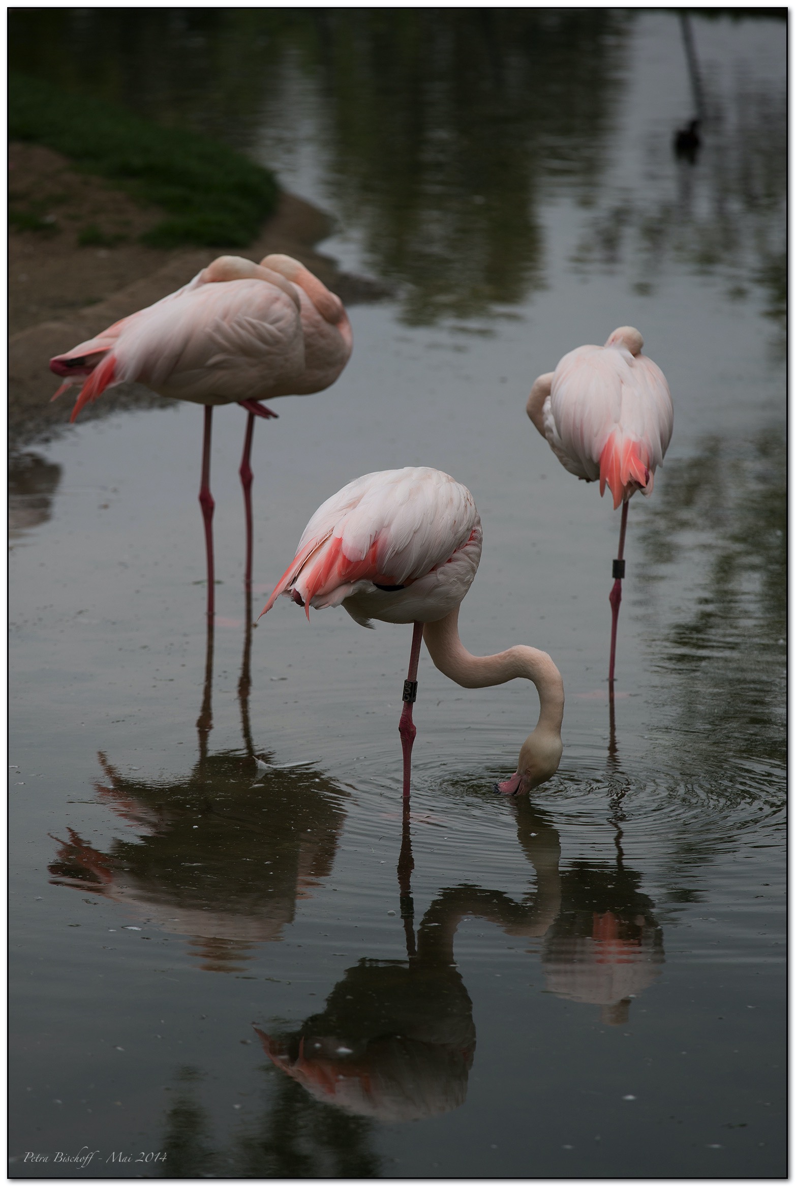 &copy; Petra Bischoff