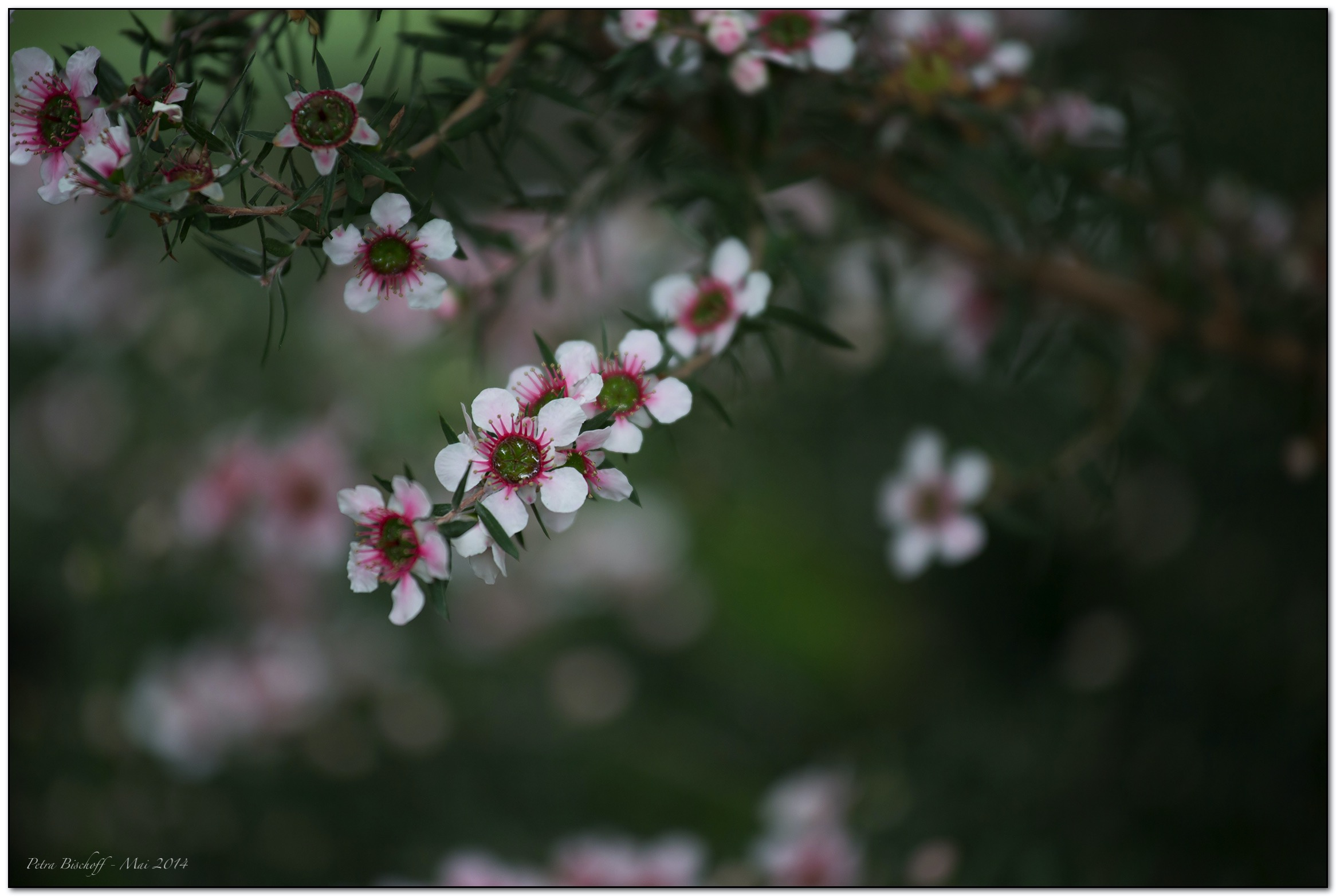 &copy; Petra Bischoff