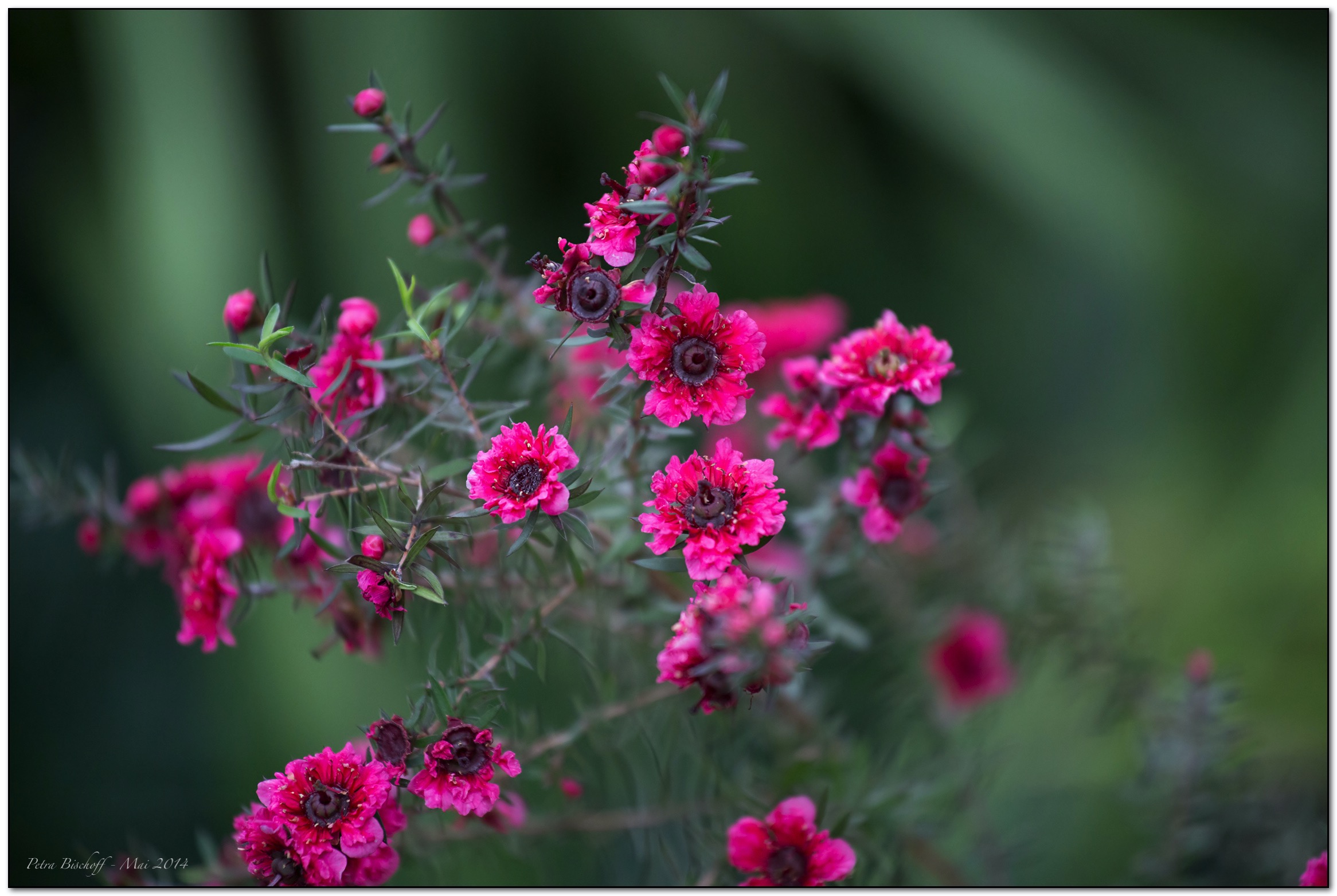 &copy; Petra Bischoff