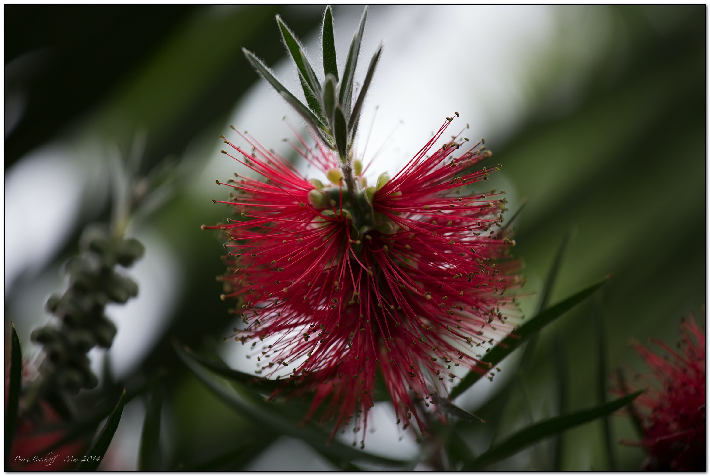 &copy; Petra Bischoff