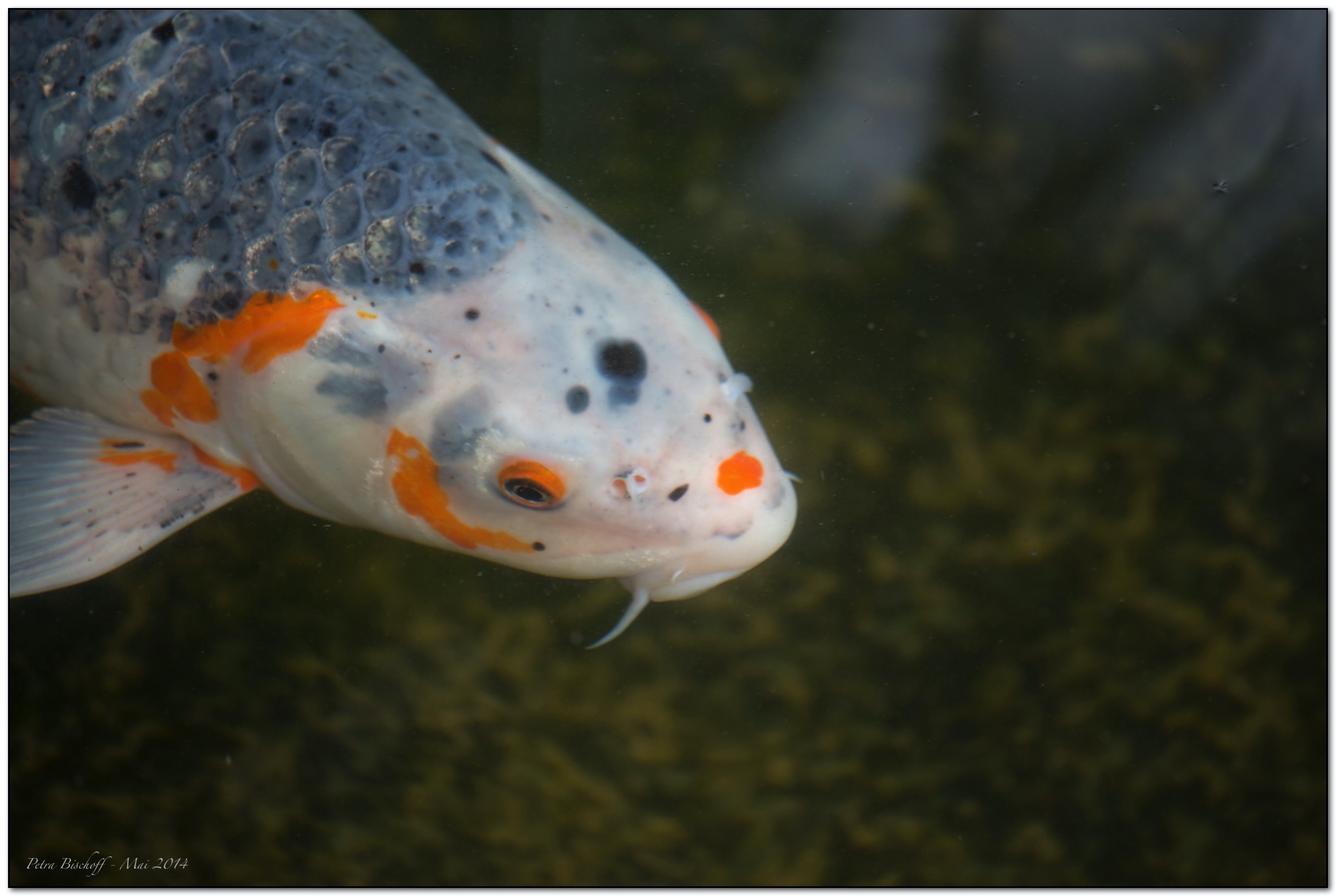 &copy; Petra Bischoff