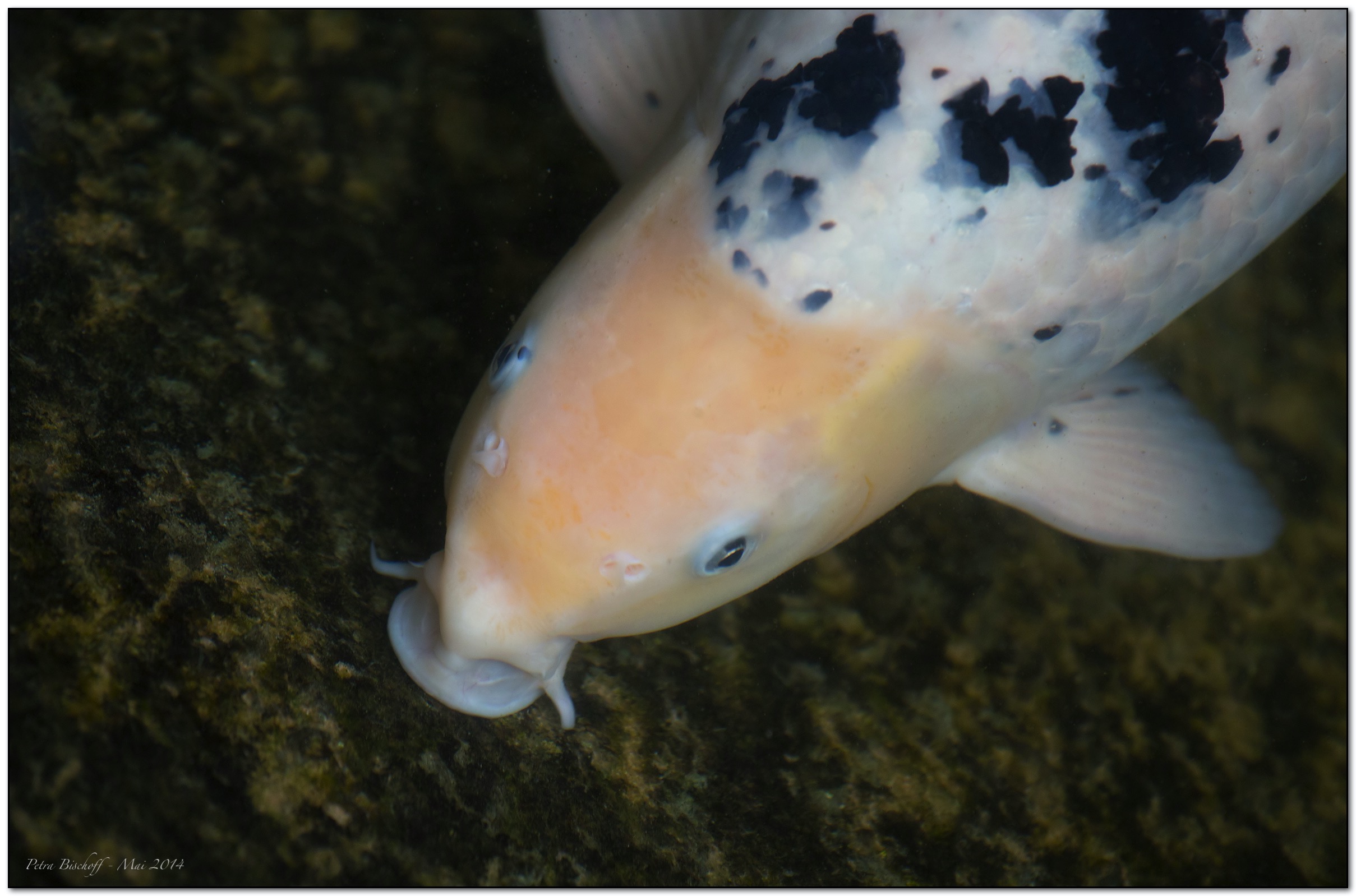 &copy; Petra Bischoff