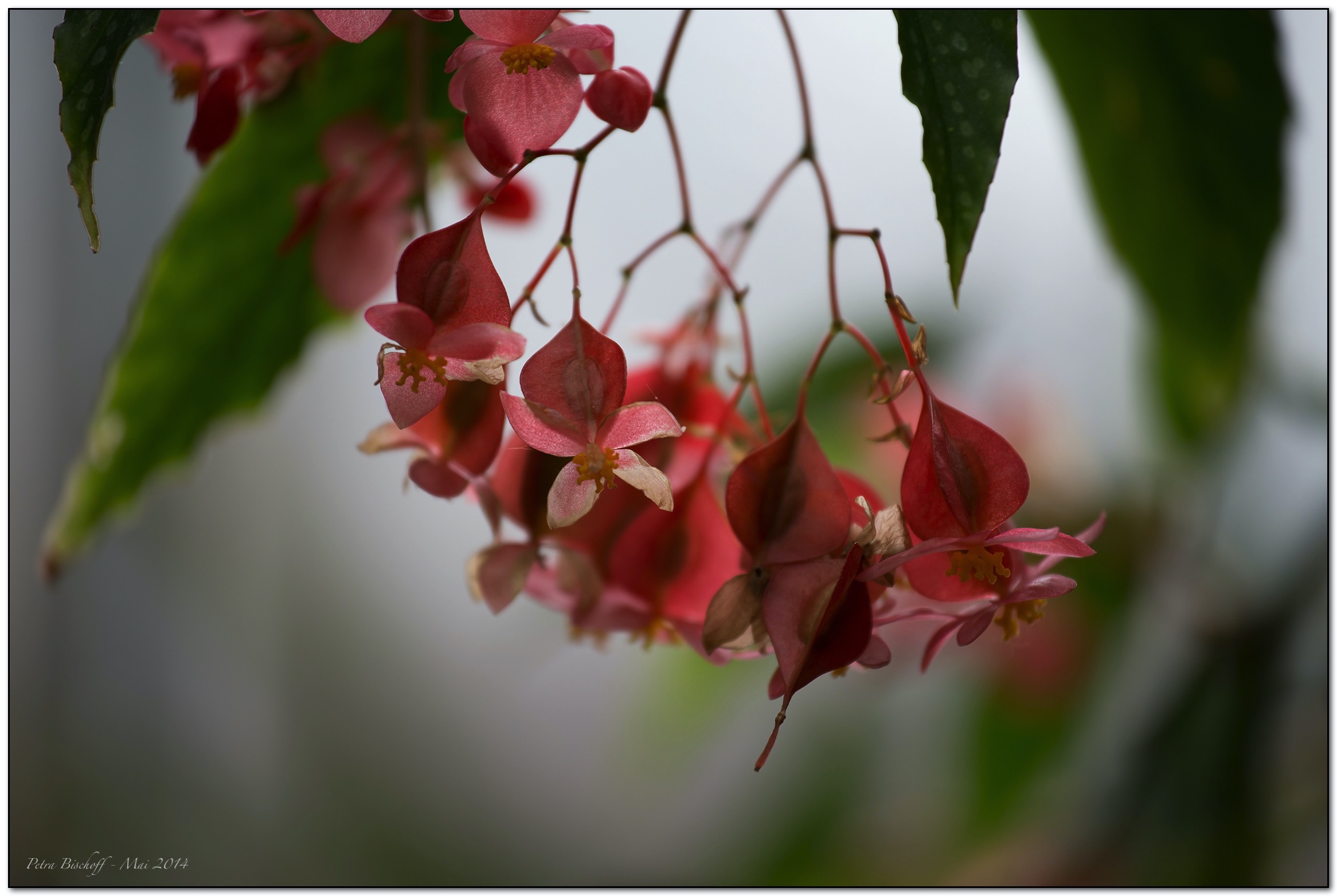 &copy; Petra Bischoff