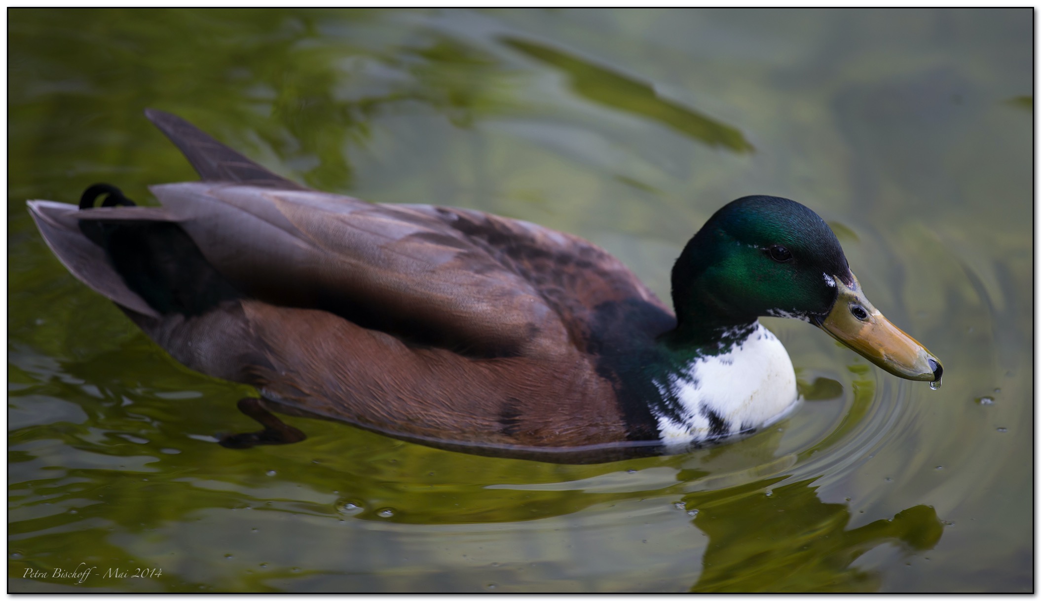 &copy; Petra Bischoff