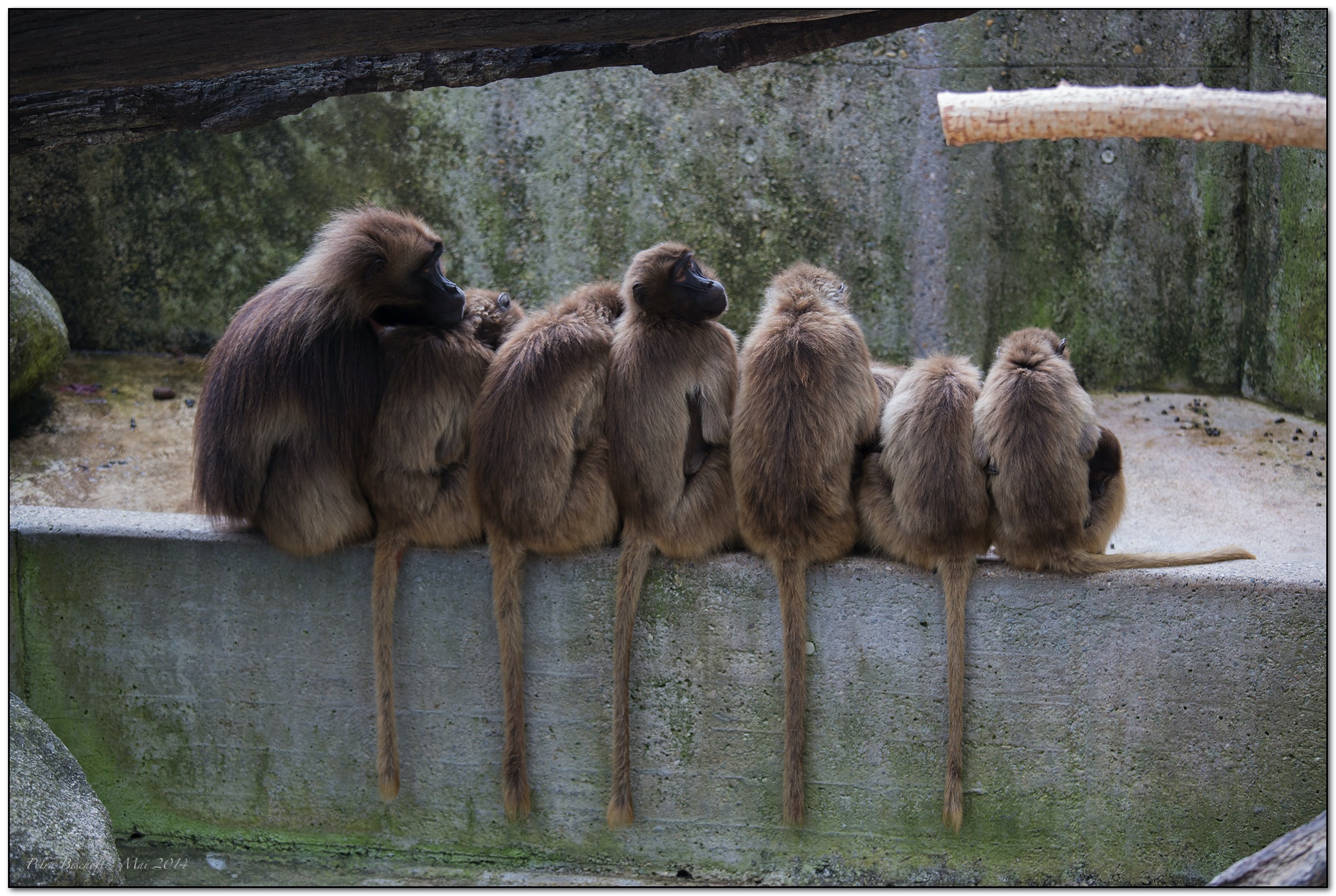 &copy; Petra Bischoff