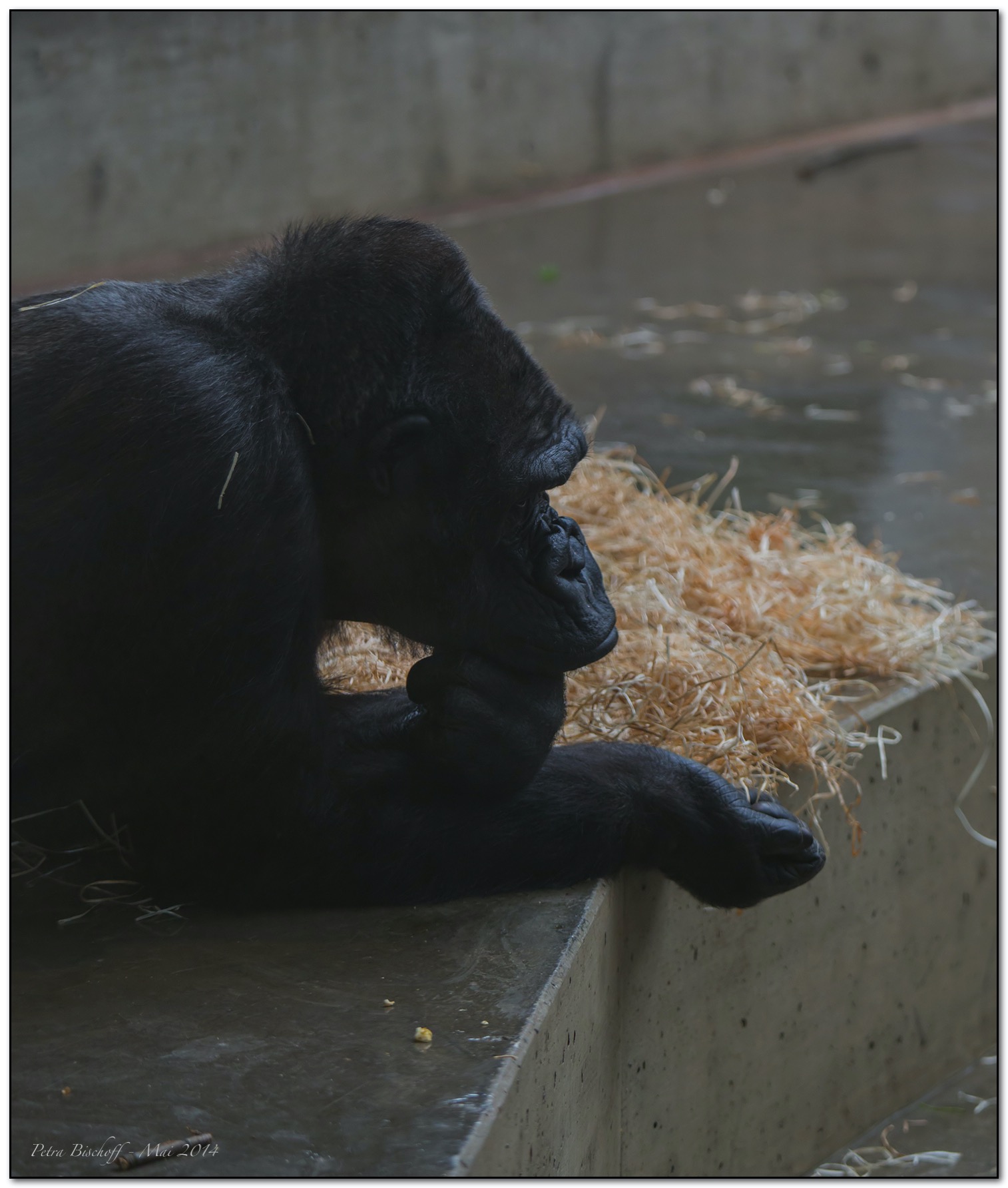 &copy; Petra Bischoff