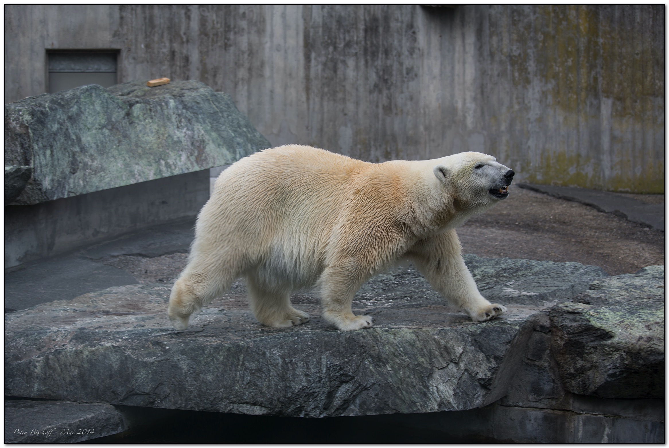 &copy; Petra Bischoff