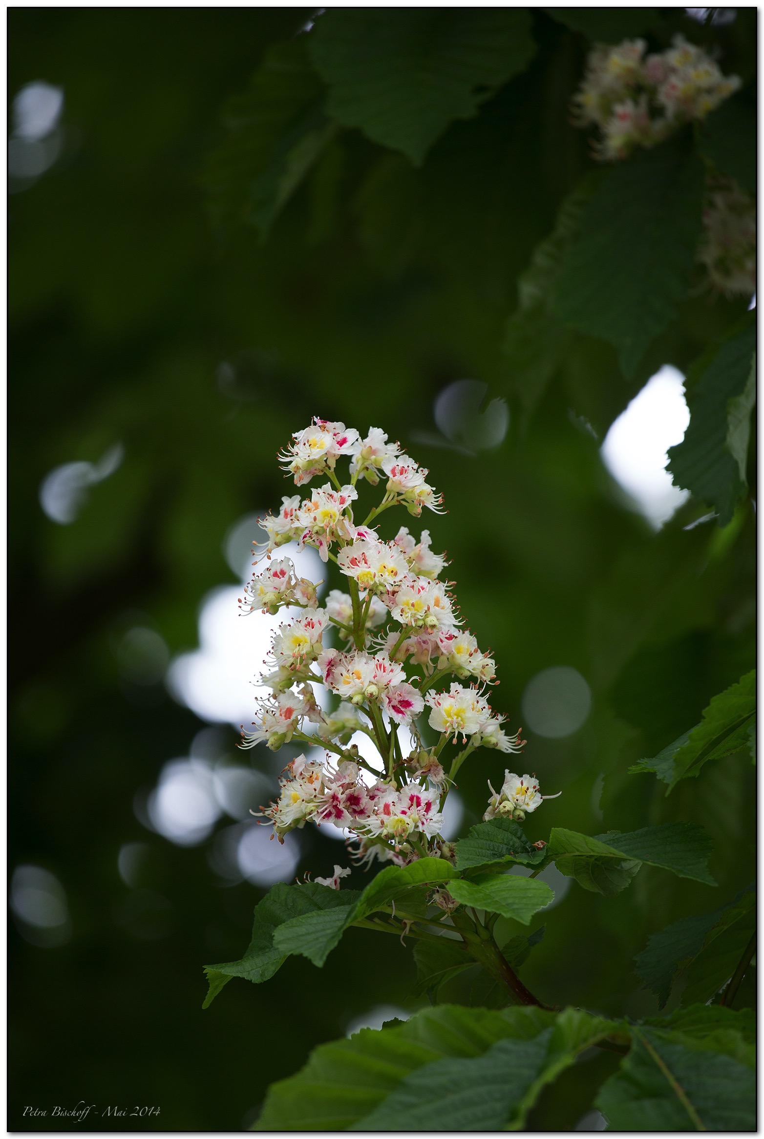 &copy; Petra Bischoff
