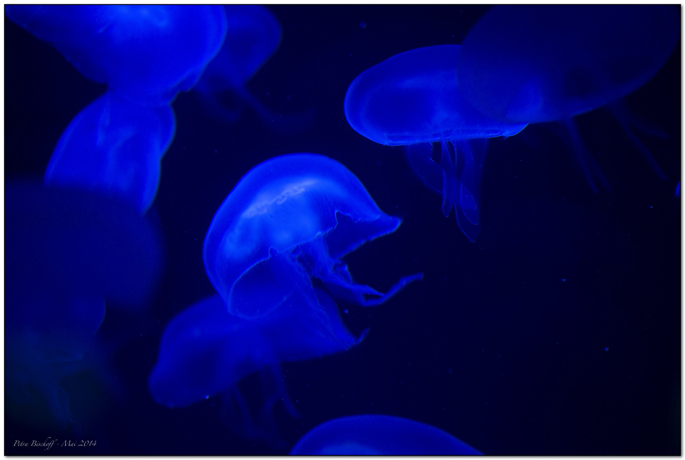 &copy; Petra Bischoff