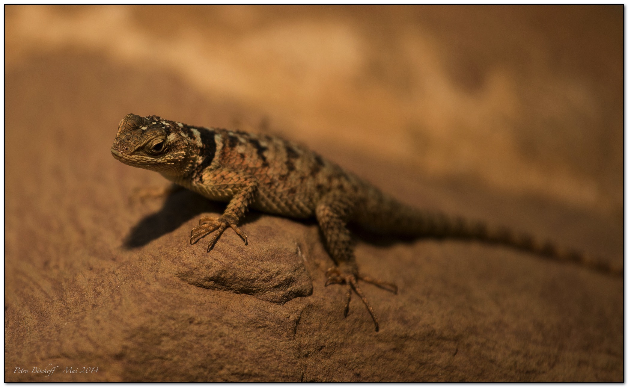 &copy; Petra Bischoff