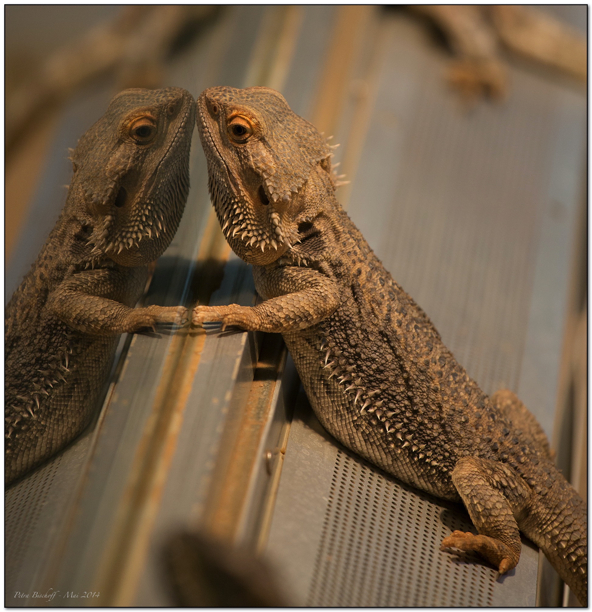 &copy; Petra Bischoff